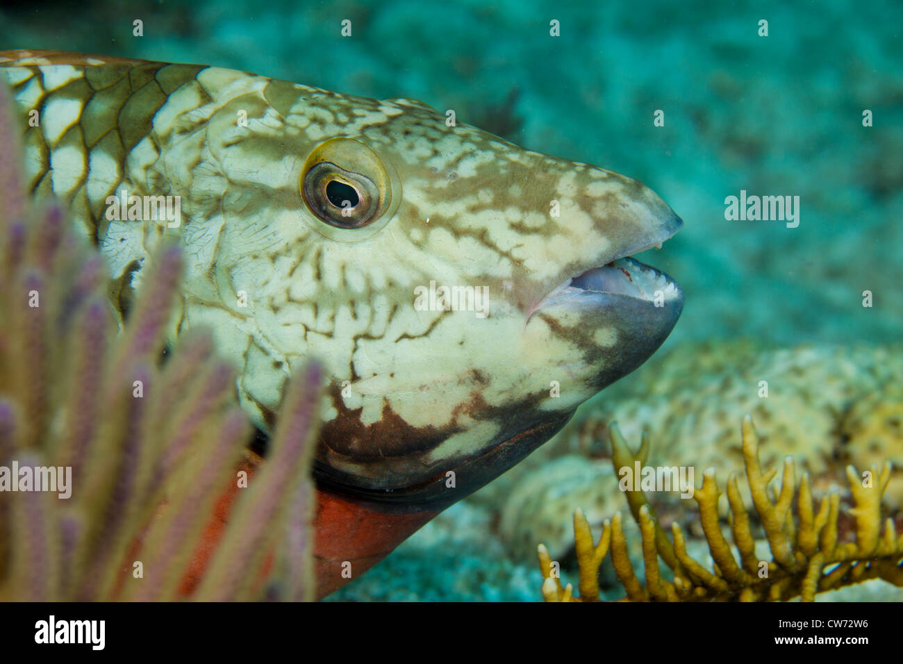 Stoplight Papageienfisch (erste Phase) späht heraus von hinten eine weiche Koralle Stockfoto
