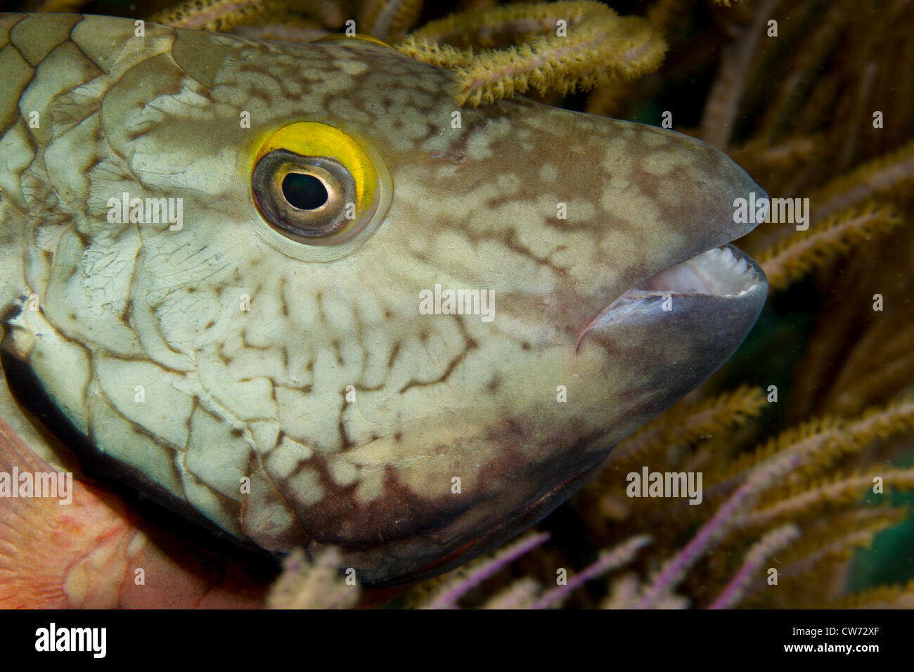 Nahaufnahme der Stoplight Papageienfisch (Anfangsphase) Stockfoto