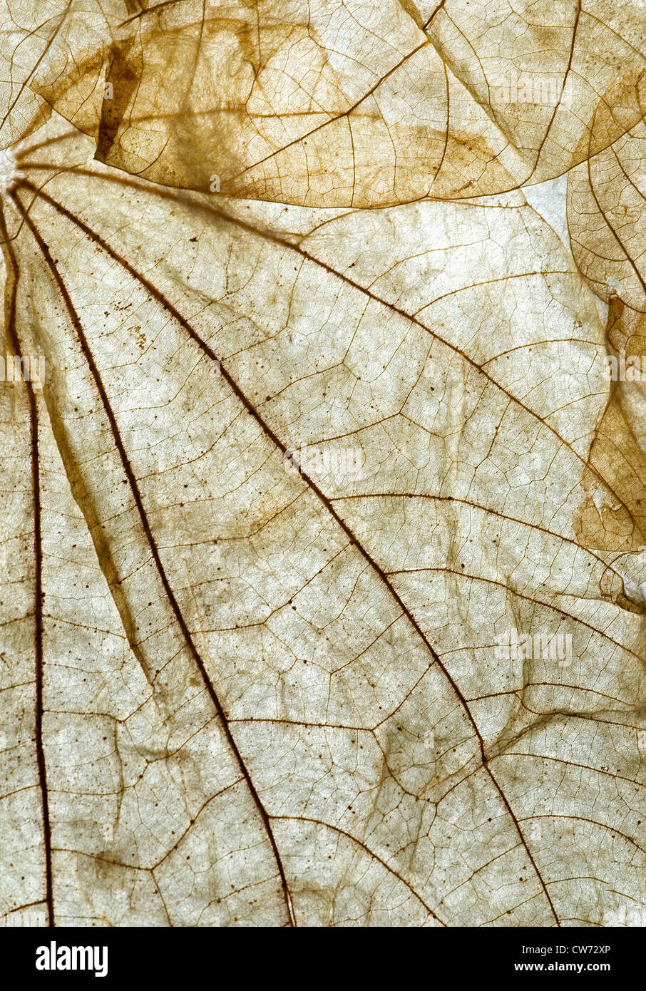 Detail eines getrockneten Blattes mit Licht Stockfoto