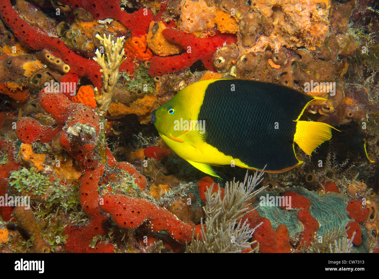 Farbenfrohe Kulisse für einen bunten Rock Schönheit Fisch Stockfoto