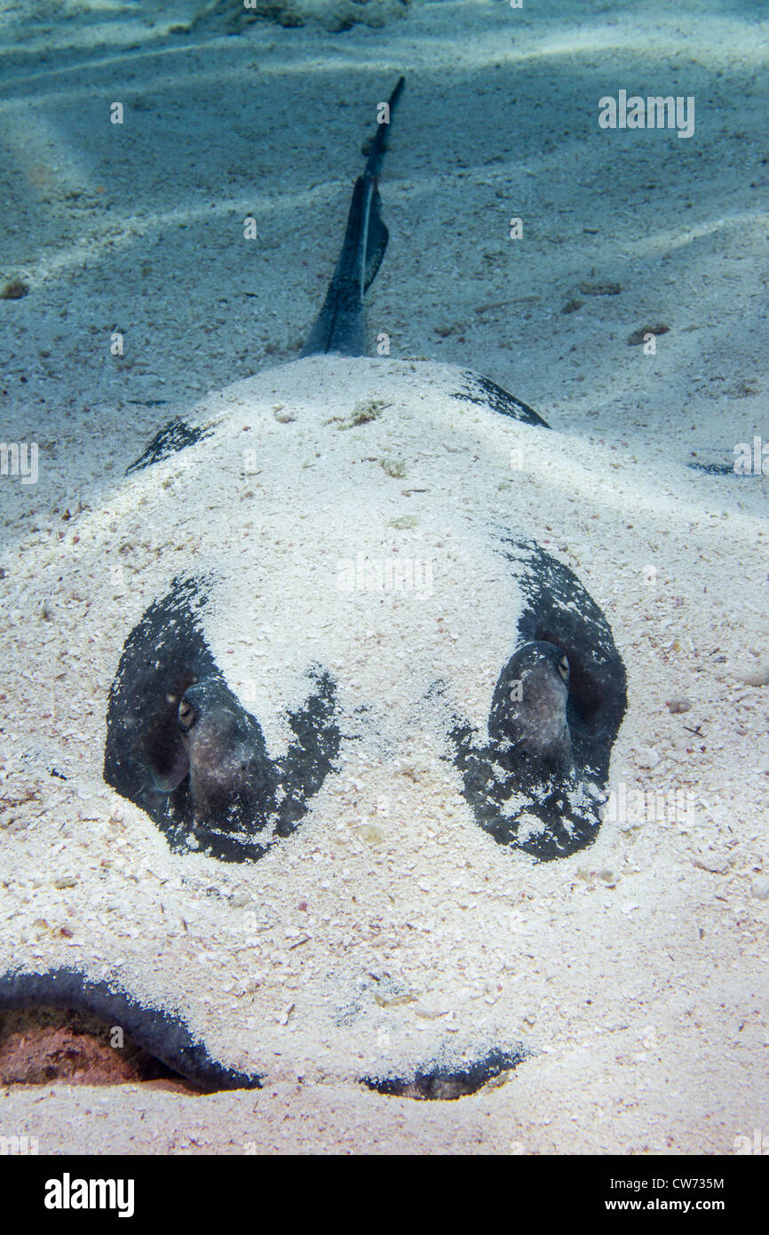 Südlichen Stingray liegt teilweise im Sand begraben Stockfoto
