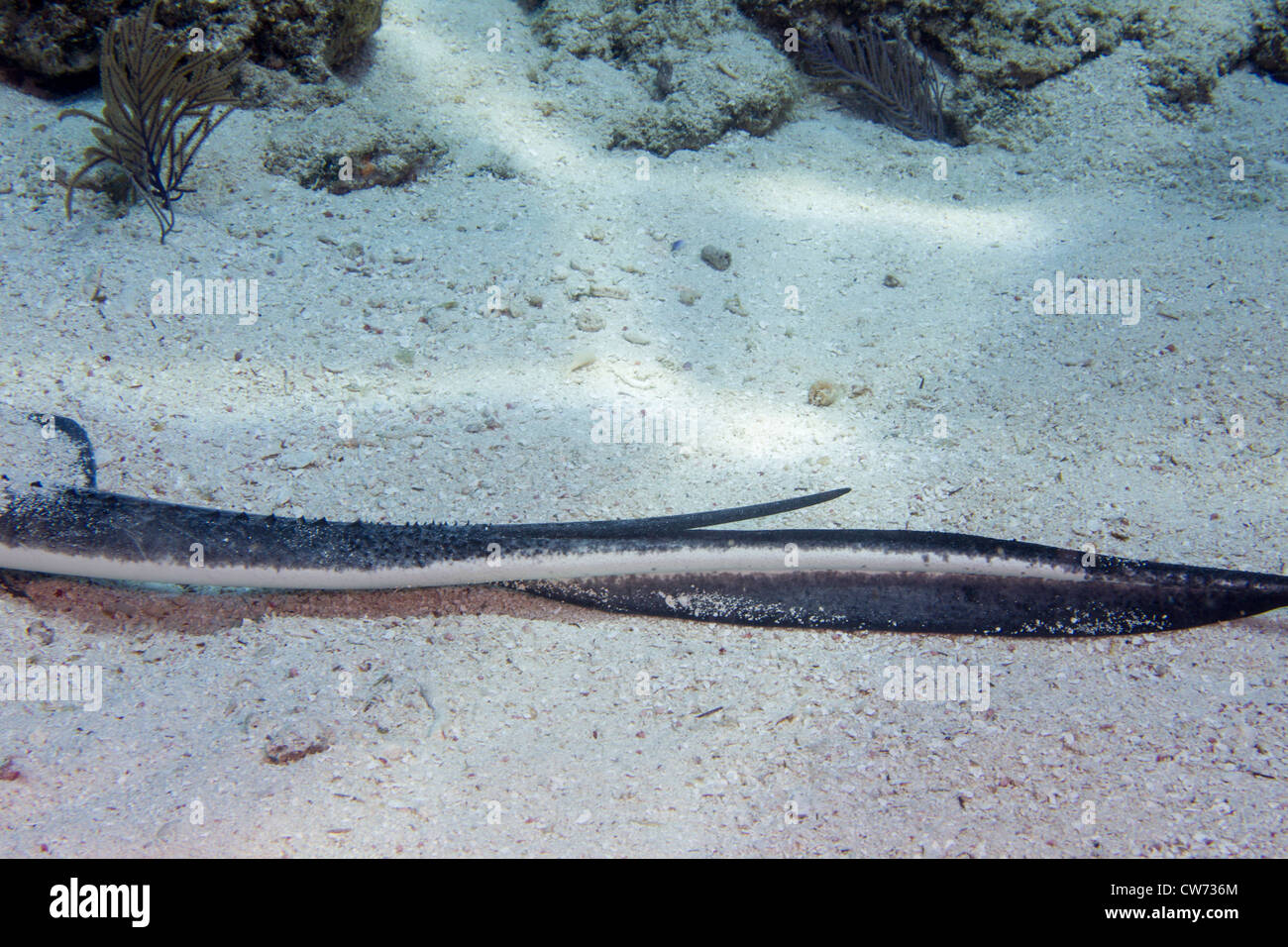 Barbed Tail des südlichen Stingray ragt aus dem sand Stockfoto