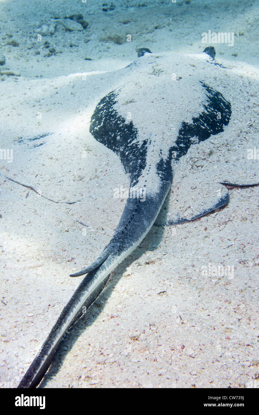Barbed Tail des südlichen Stingray ragt aus dem sand Stockfoto