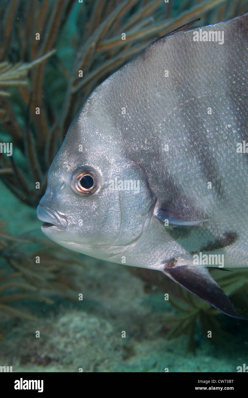 Nahaufnahme von einem lächelnden Atlantic spadefish Stockfoto