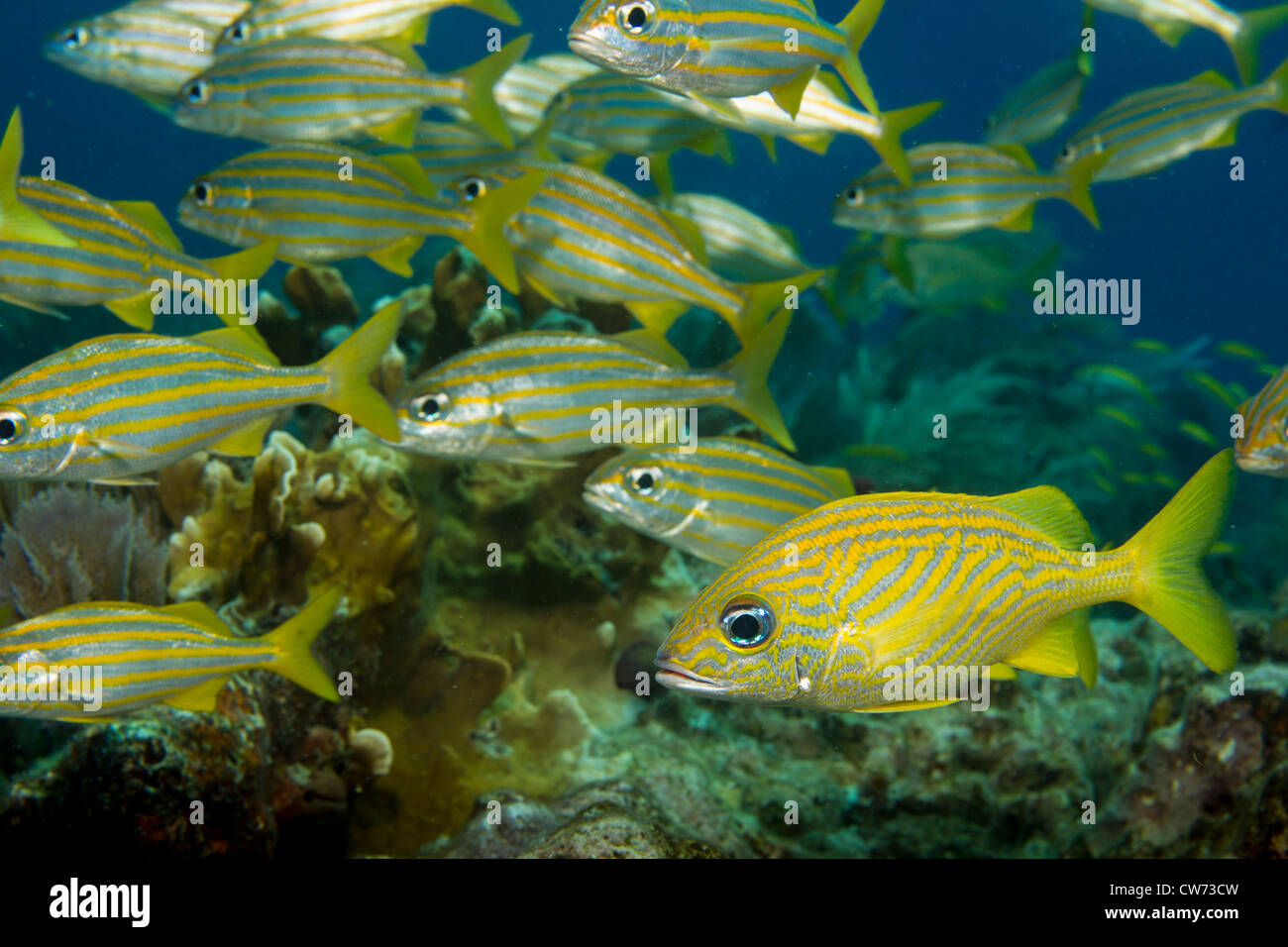 Eine Versammlung von Grunzen an einem Korallenriff in Key Largo Stockfoto