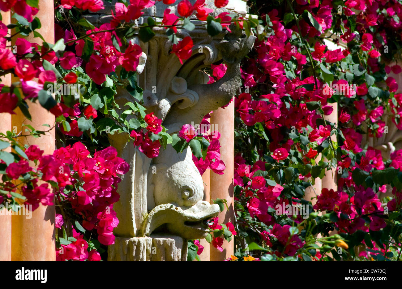 Papierfabrik, Four-o'clock (Bougainvillea-Hybride), Repliken von antiken Collums und Statuen im Garten der Villa Ephrussi de Rothschild überwuchert von blühenden Blumen, Frankreich, Saint-Jean-Cap-Ferrat Stockfoto