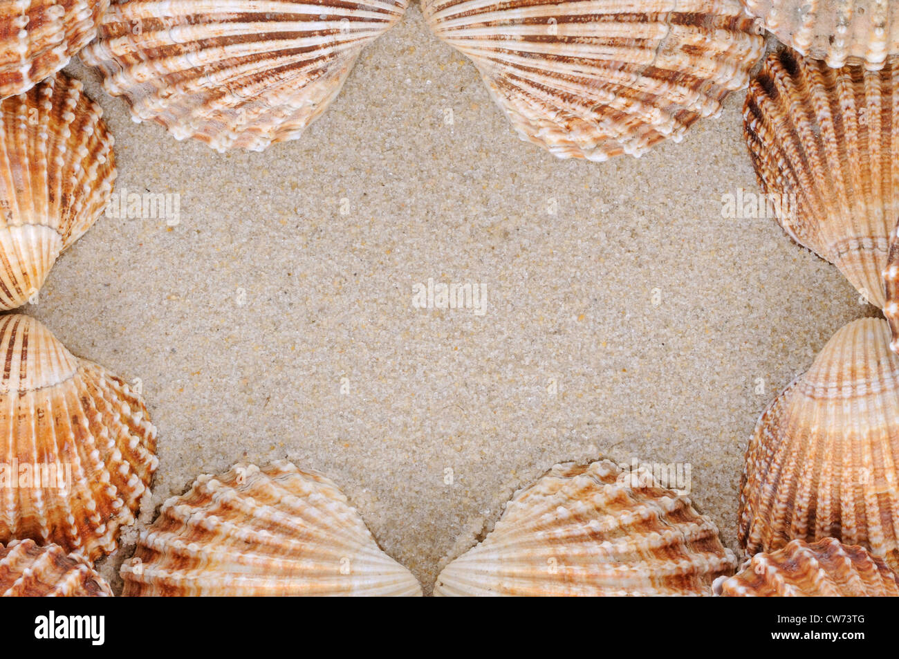 Herzmuscheln (Herzmuscheln Schalen) (Cardiidae), Rahmen der Muscheln im Sand Stockfoto