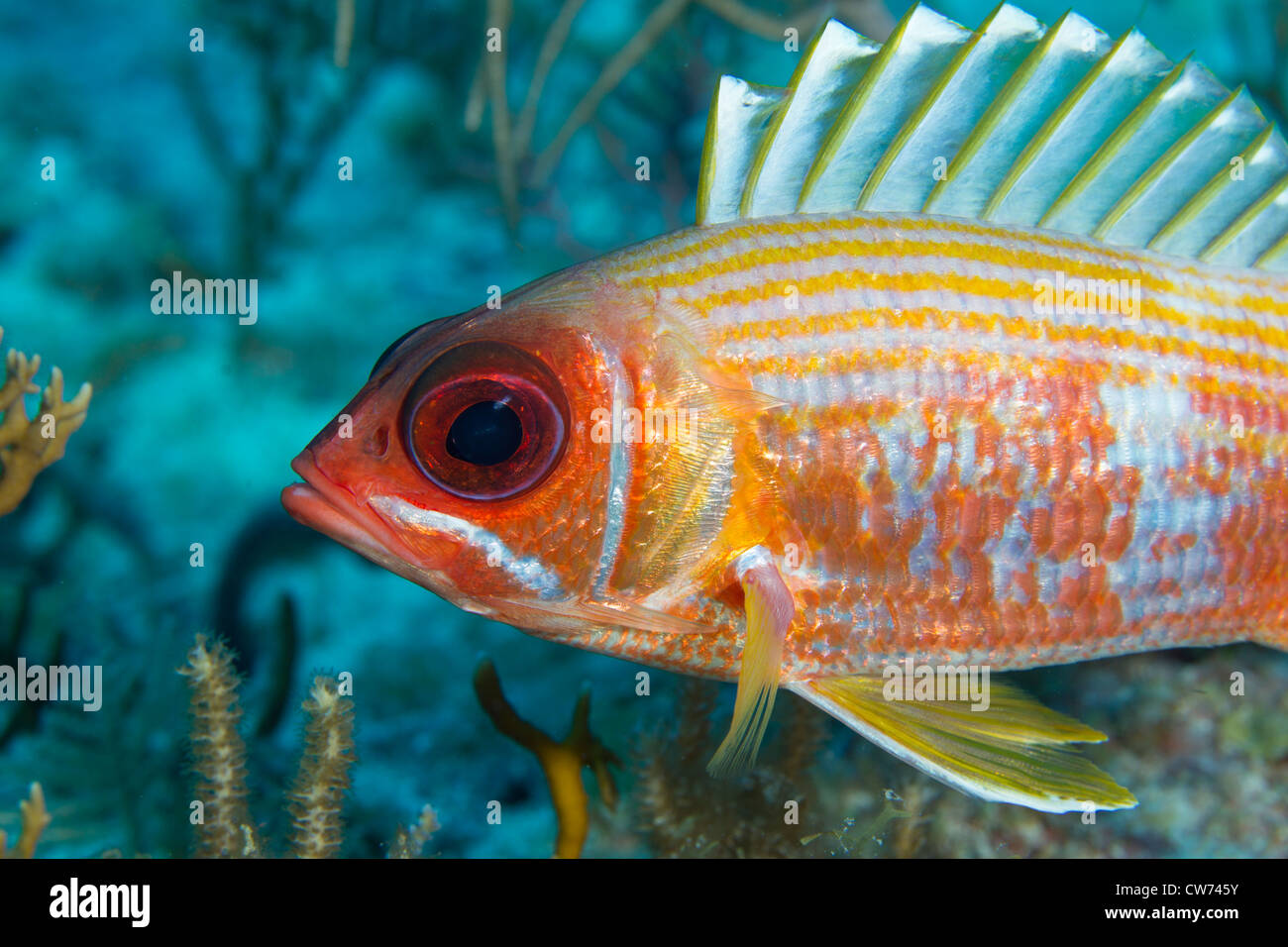 Nahaufnahme von einem squirrelfish Stockfoto