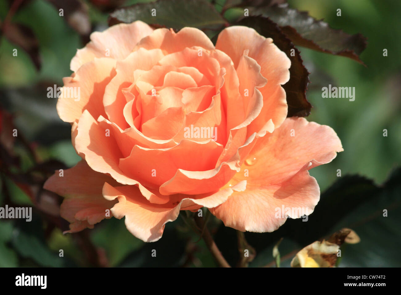 Duftende Rose Stockfoto