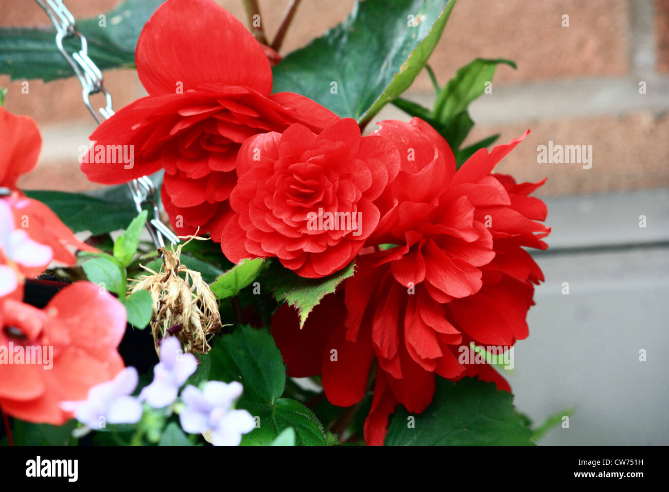 Begonie (Doppel) Stockfoto