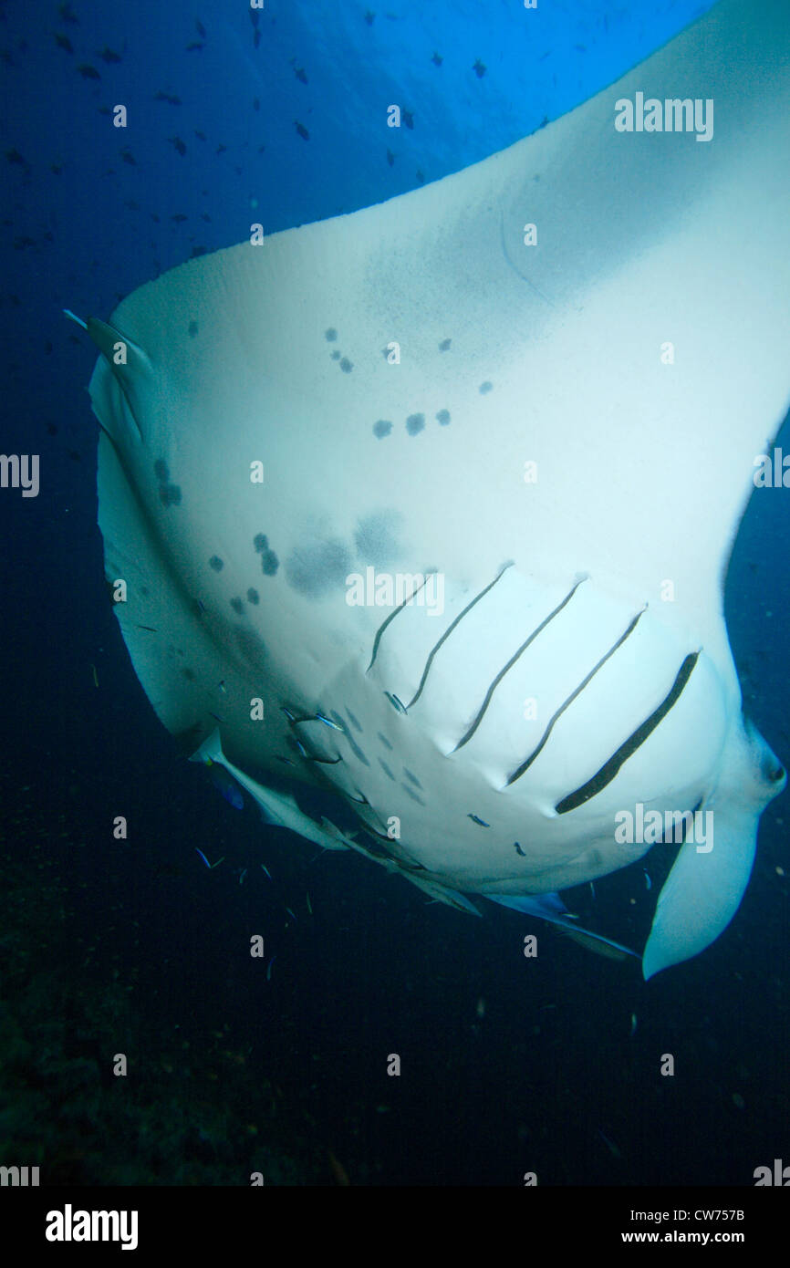 Unterwasseransicht von manta Stockfotos und bilder Kaufen Alamy