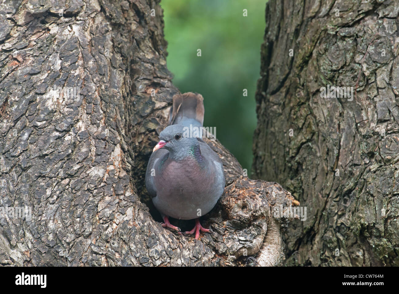 Hohltaube Columba Oenas thront am NEST Loch. Stockfoto