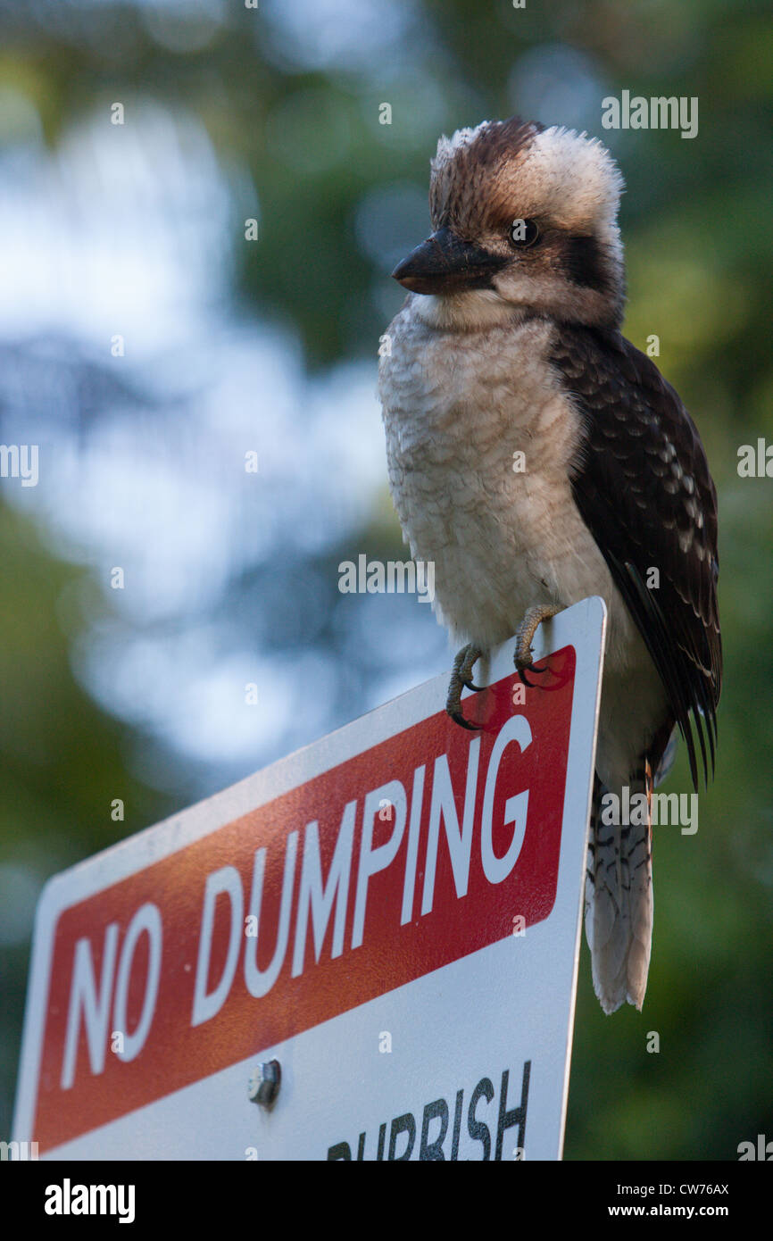 Kookaburra, lachen Stockfoto