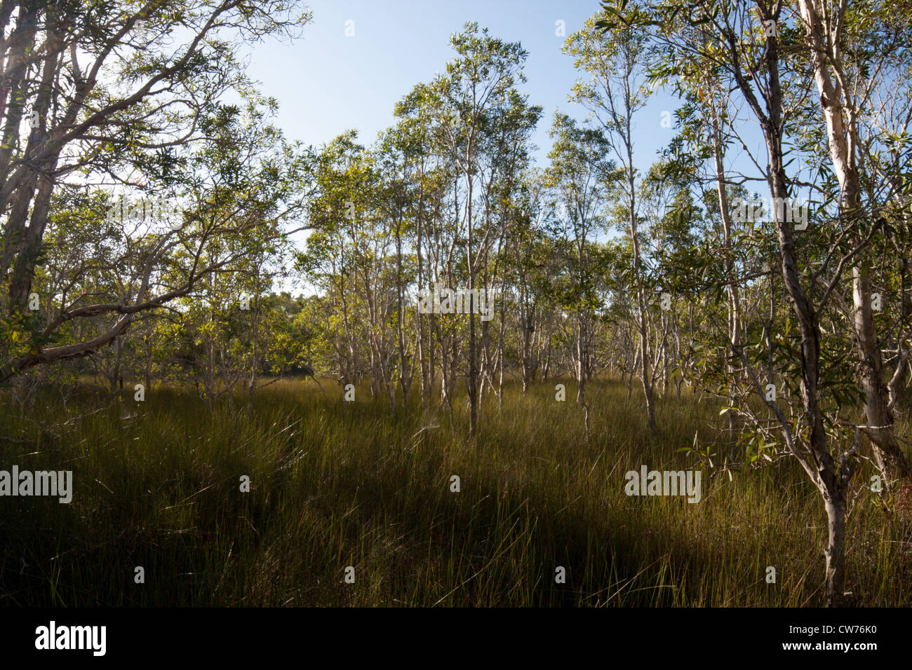 Belongil Feuchtgebiete Sumpf Stockfoto