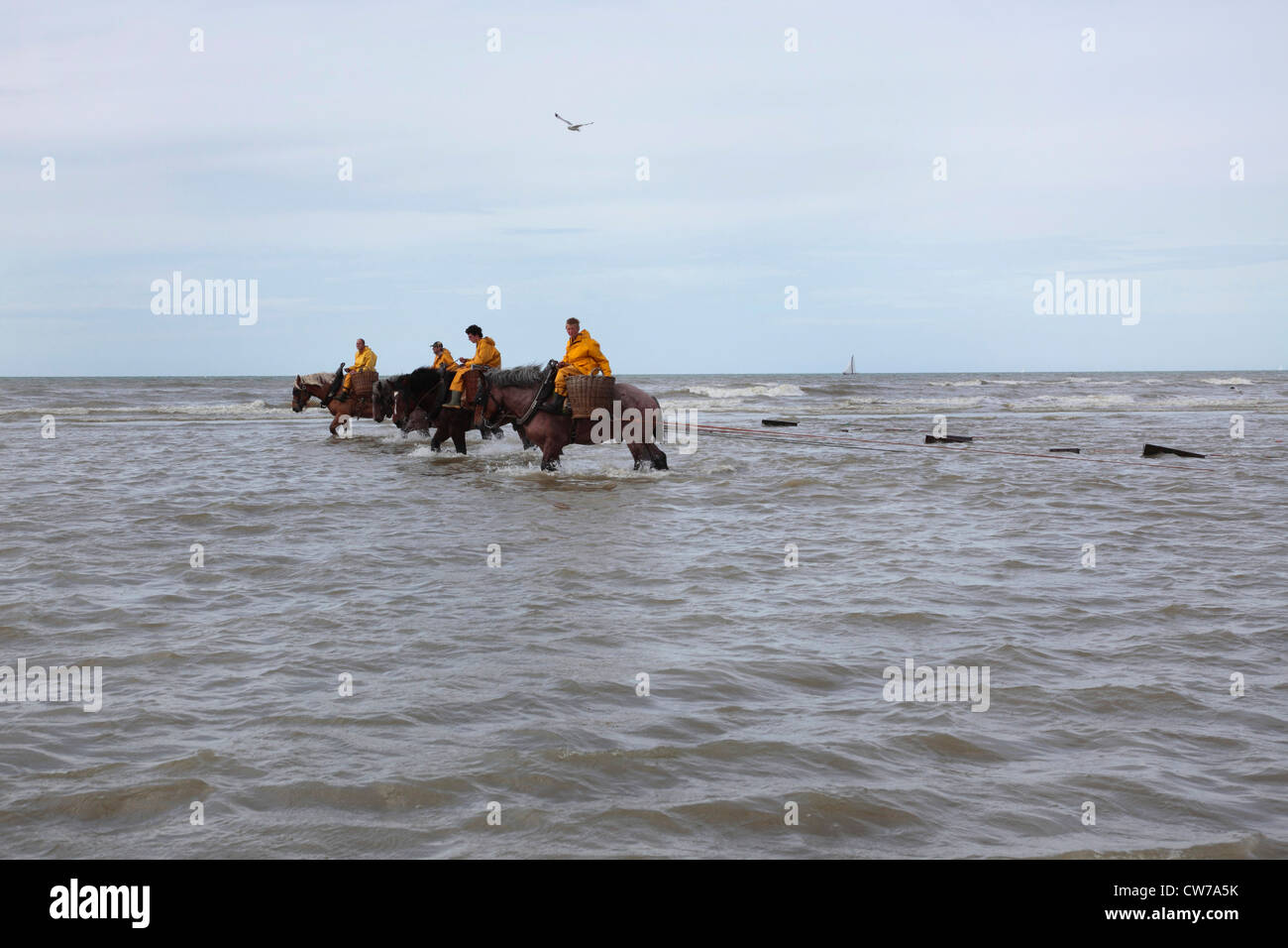 inländische Pferd (Equus Przewalskii F. Caballus), Krabbenfang mit schweren Pferden am Ärmelkanal, Belgien, Flandern, Oostduinkerke Stockfoto