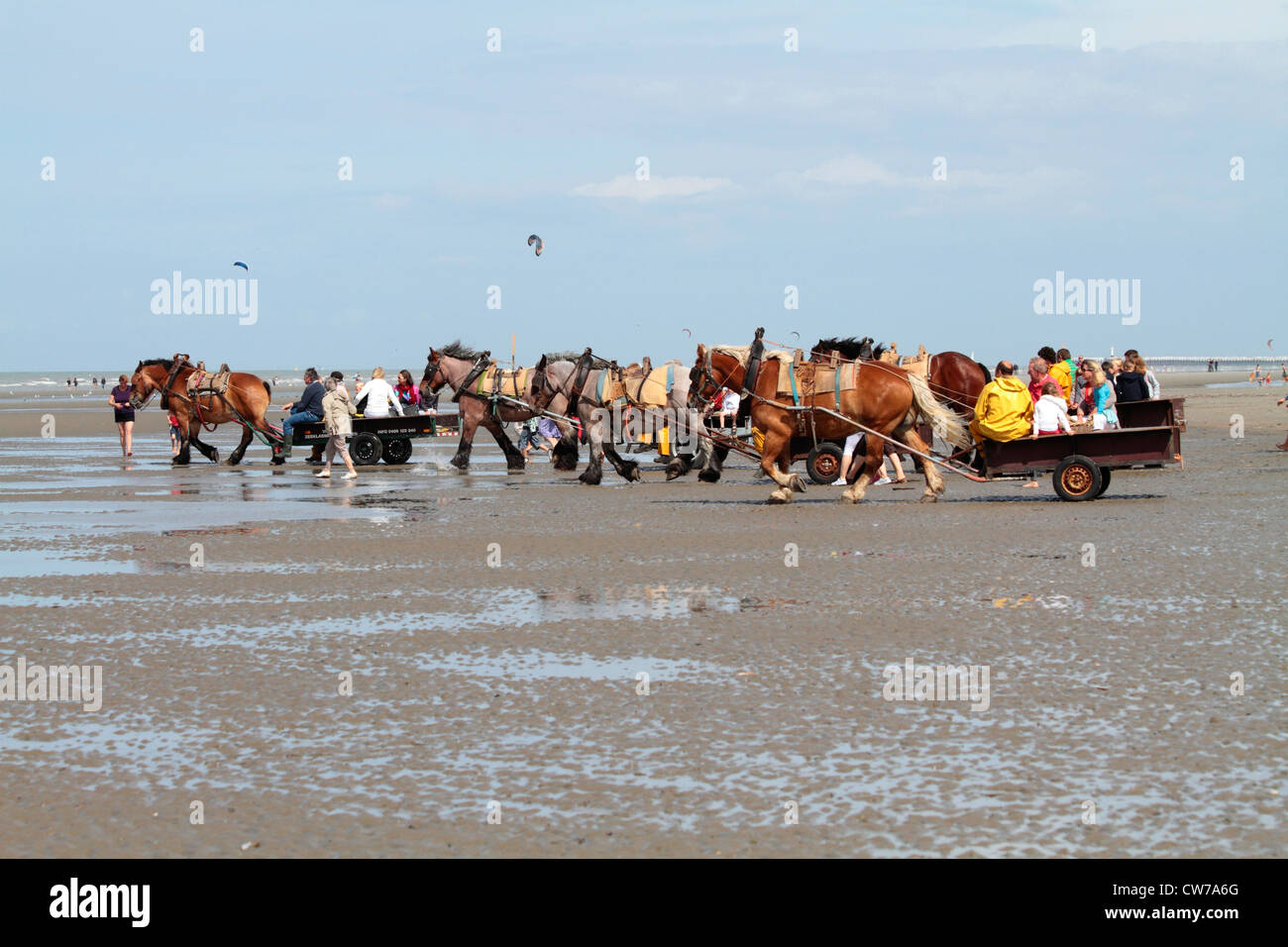 Krabben Sie-Fischer mit Pferden und Touristen auf dem Weg zur Küste, Belgien, Flandern, Oostduinkerke Stockfoto