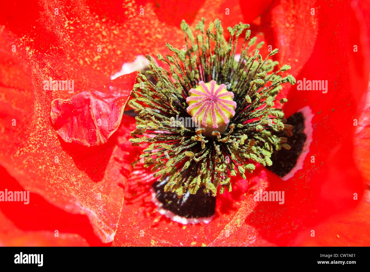 Roter Mohn Closeup Makro Stamen Pollen "Remembrance Day" Stockfoto