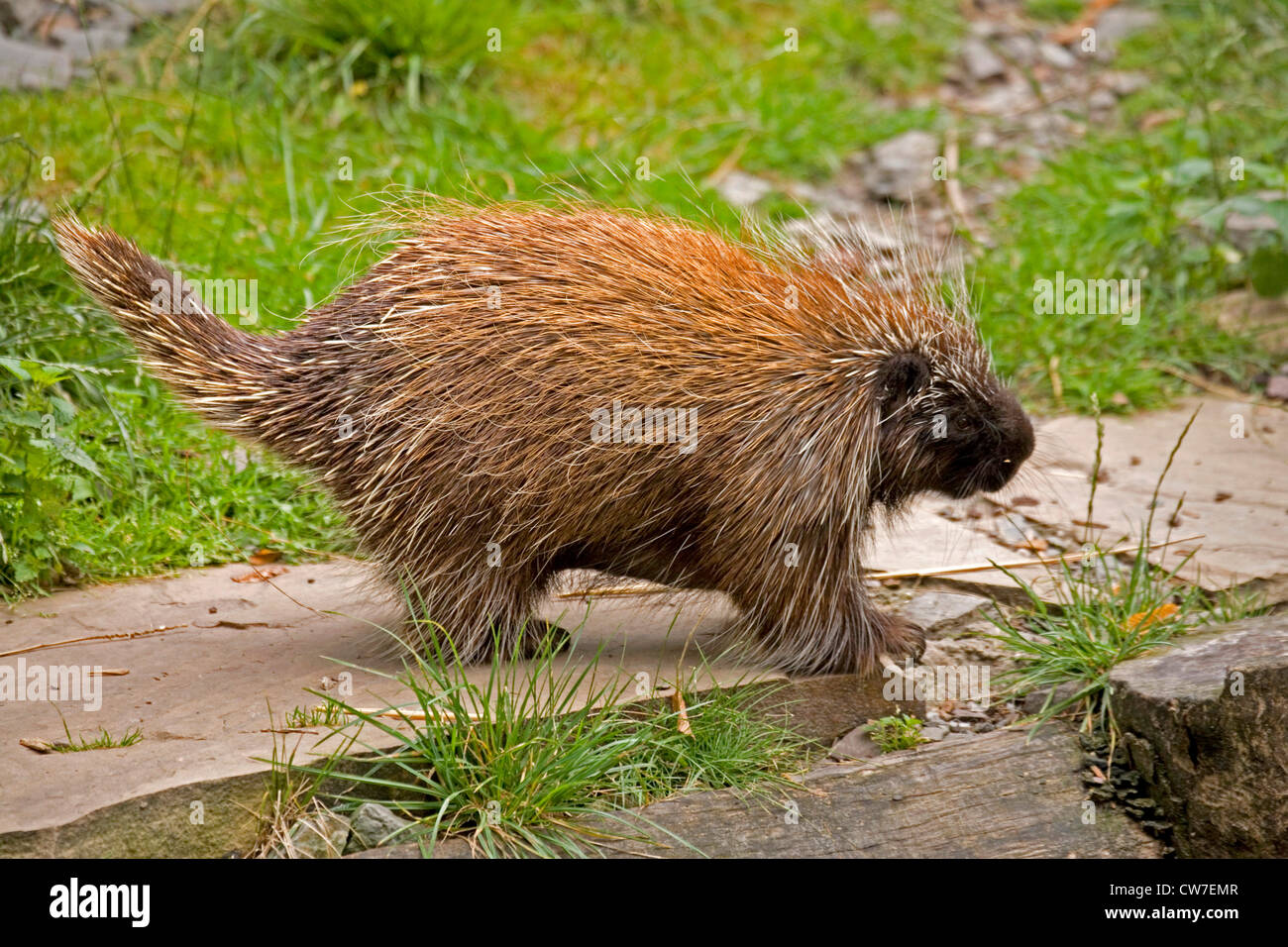 Urson (Erethizon Dorsatum), auf dem Boden Stockfoto