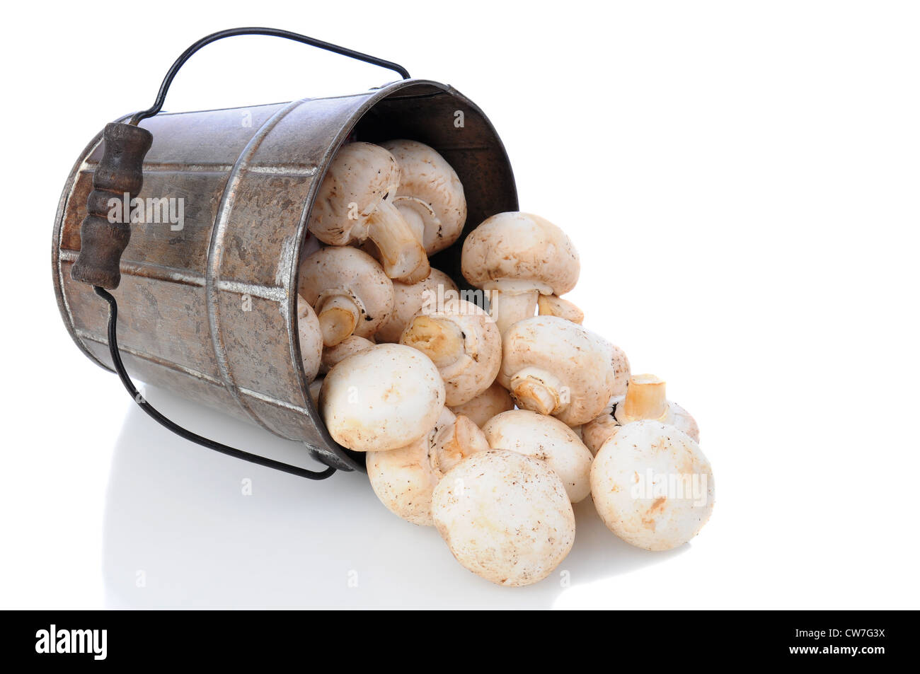 Frisch gepflückten Pilzen verschütten aus einem Eimer legen auf seiner Seite über einen weißen Hintergrund. Stockfoto