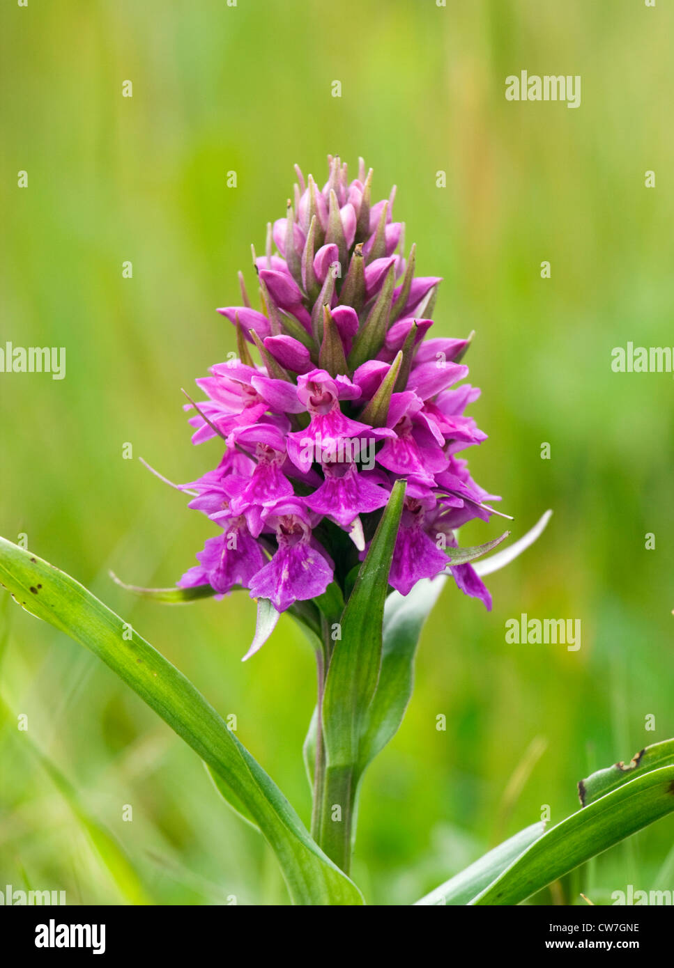 Nördlichen Knabenkraut Dactylorhiza Purpurella. VEREINIGTES KÖNIGREICH. Stockfoto