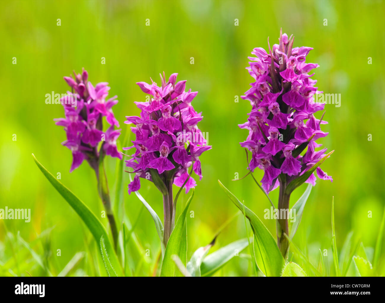 Nördlichen Marsh Orchideen, Dactylorhiza Purpurella. VEREINIGTES KÖNIGREICH. Stockfoto