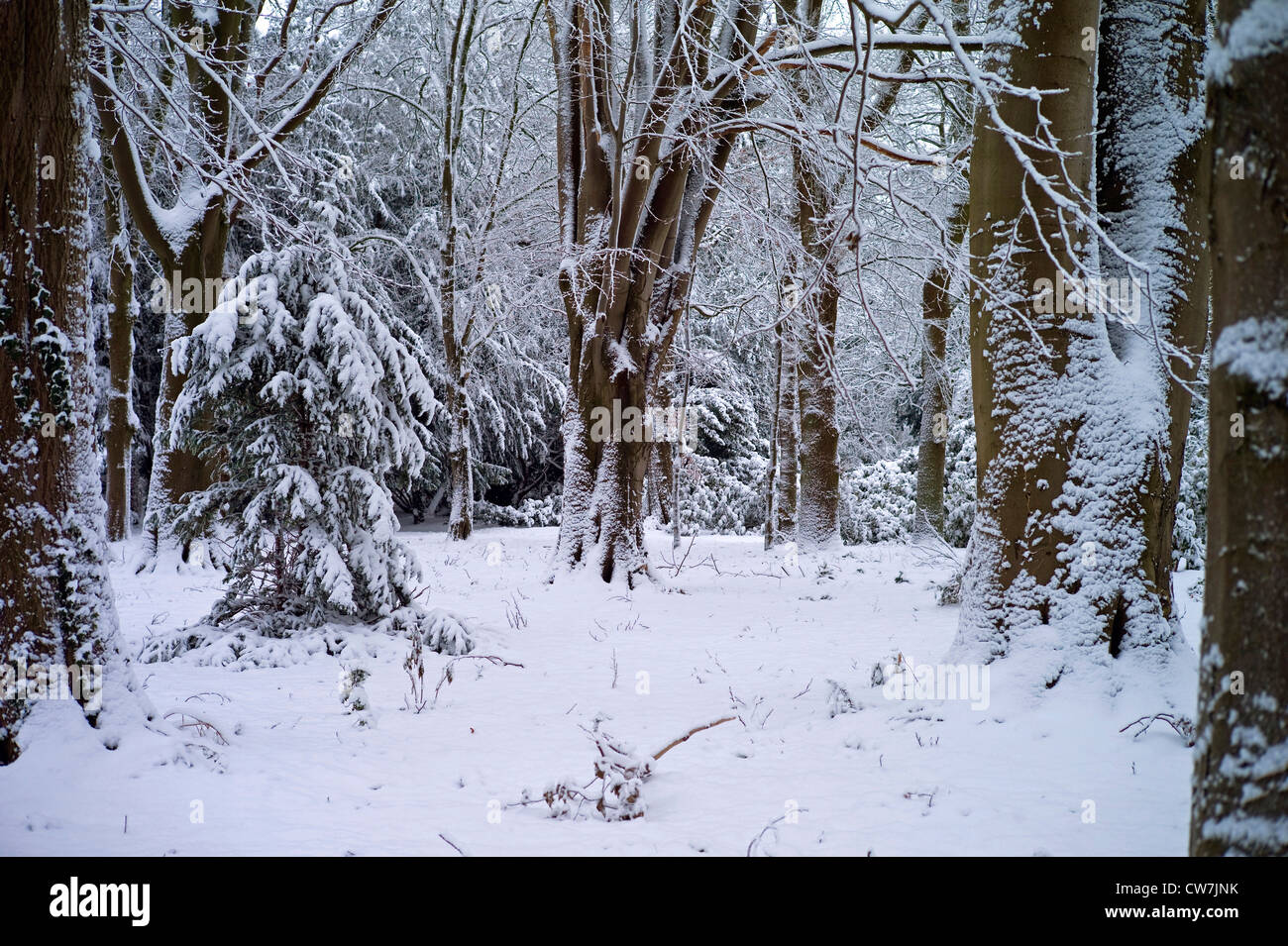 Winterlandschaft in Knoops Park, Deutschland, Bremen, Lesum Stockfoto