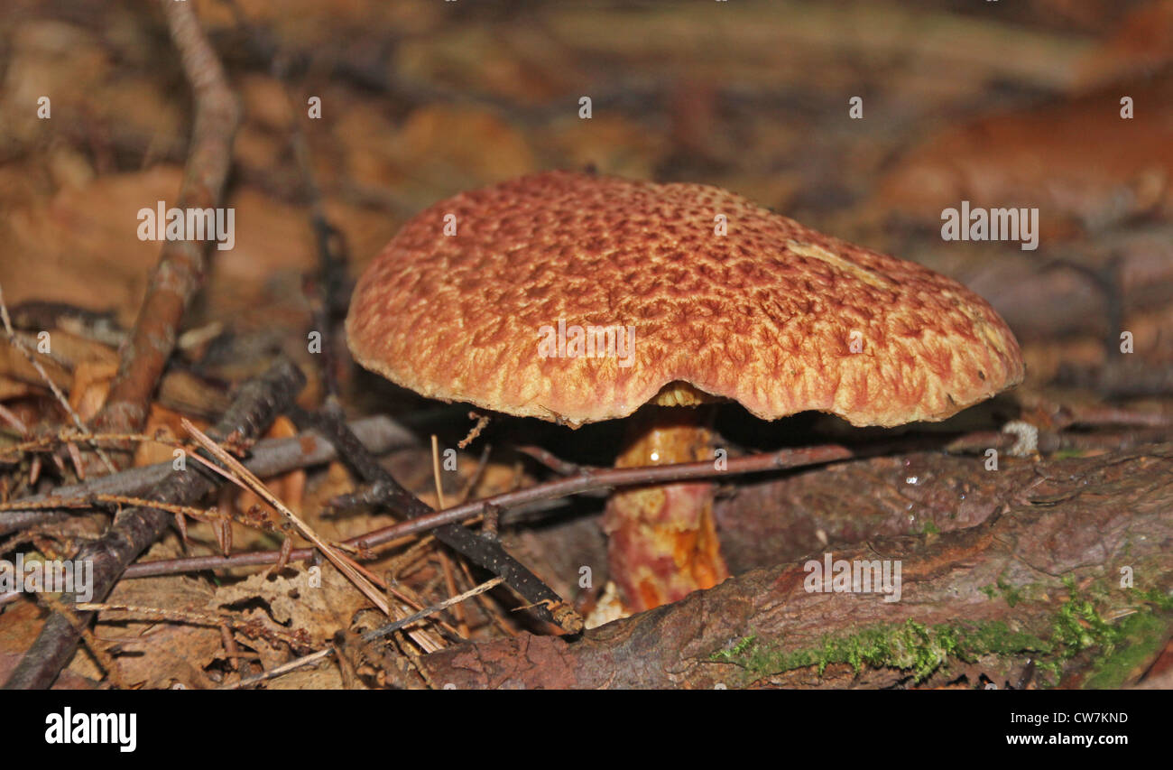 Eine bunte rostigen Pilz in einem dunklen Wald. Stockfoto