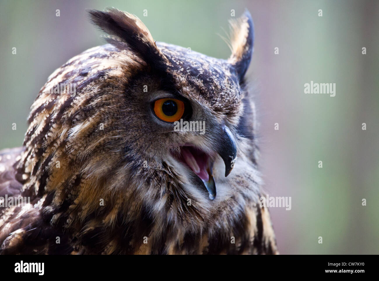 Eurasische Adler-Eule kreischt. Stockfoto