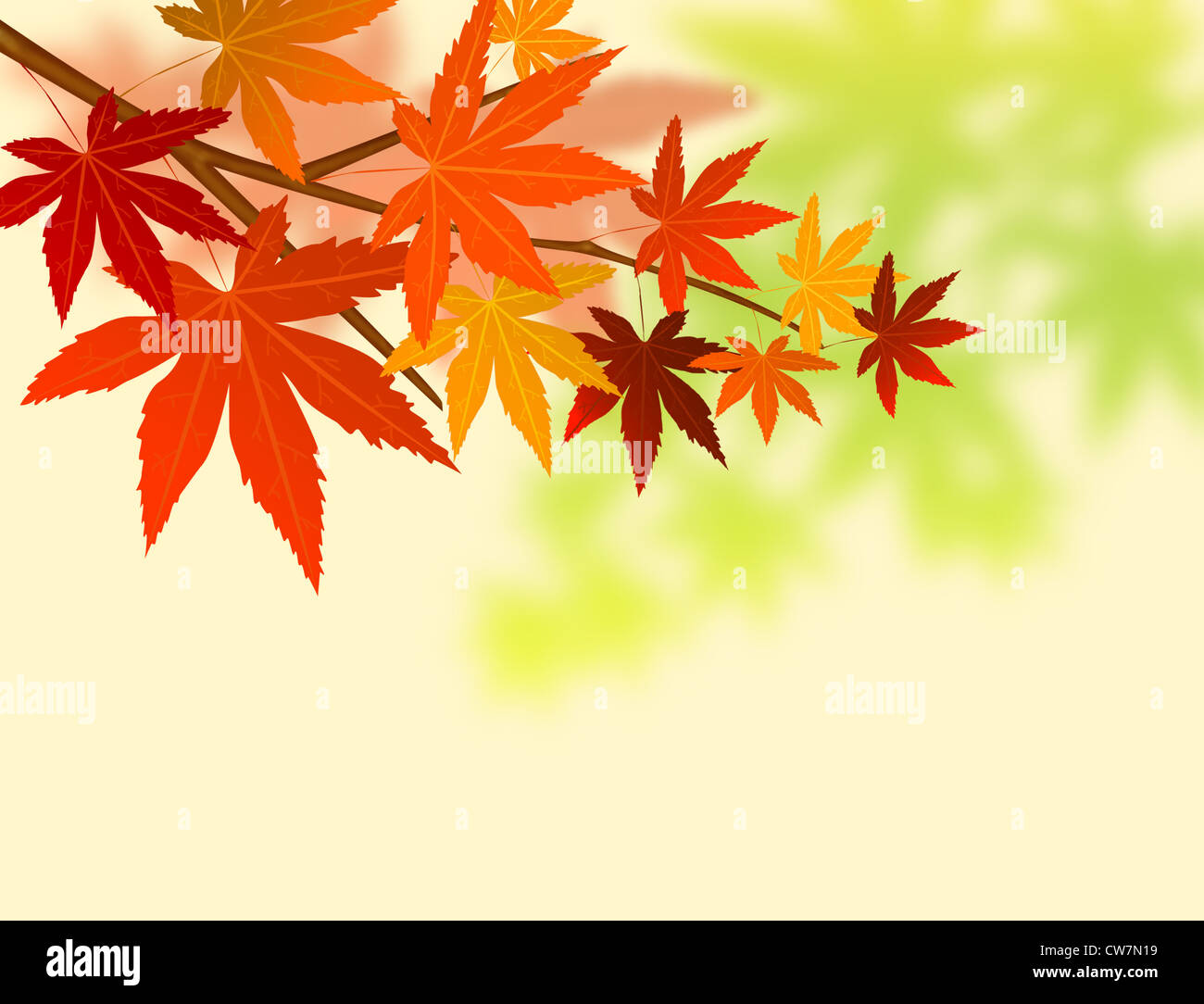 Herbstlich gefärbten Blätter; Ahorn in oirase Stockfoto