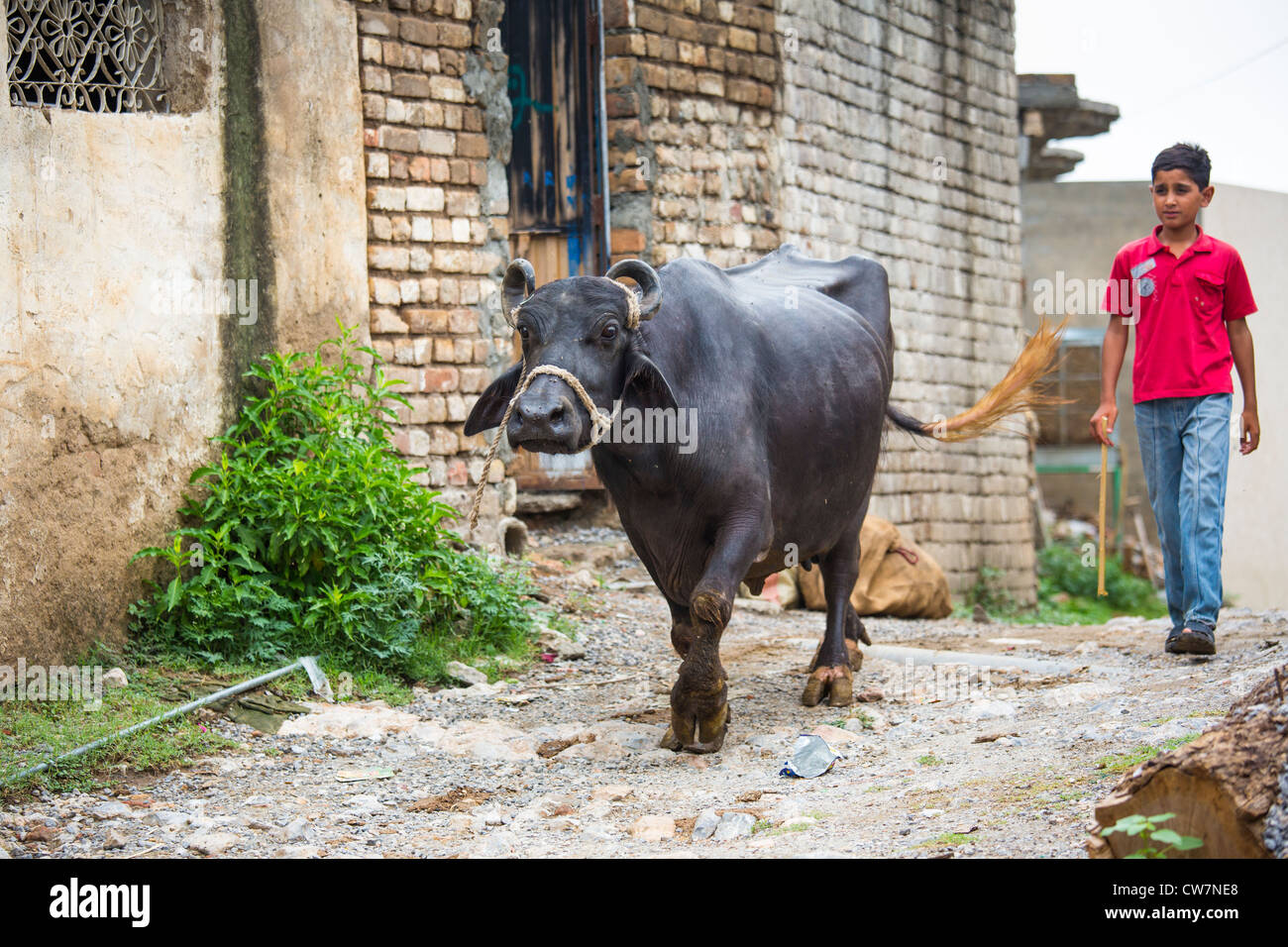 Vieh, sagte Pur Dorf, Islamabad, Pakistan Stockfoto