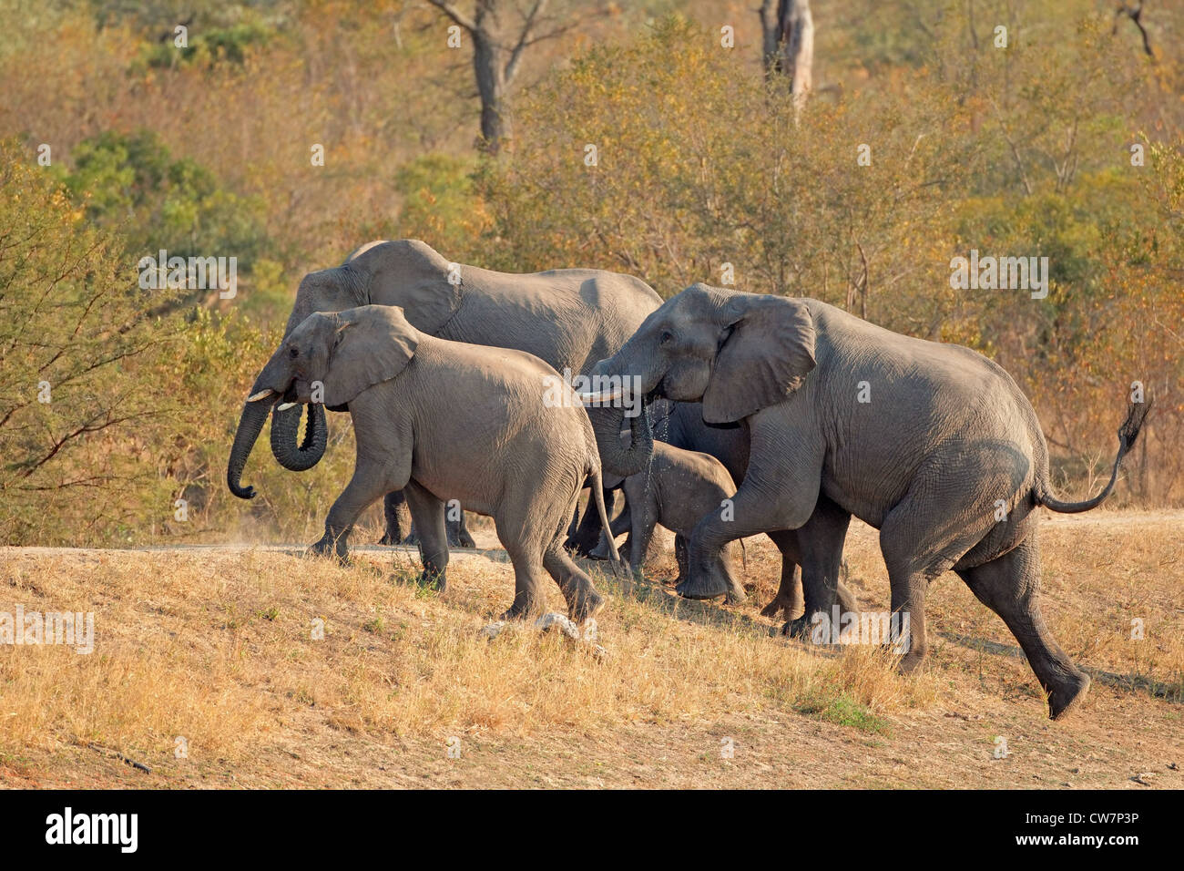 Kleine Herde von afrikanischen Elefanten (Loxodonta Africana), Südafrika Stockfoto