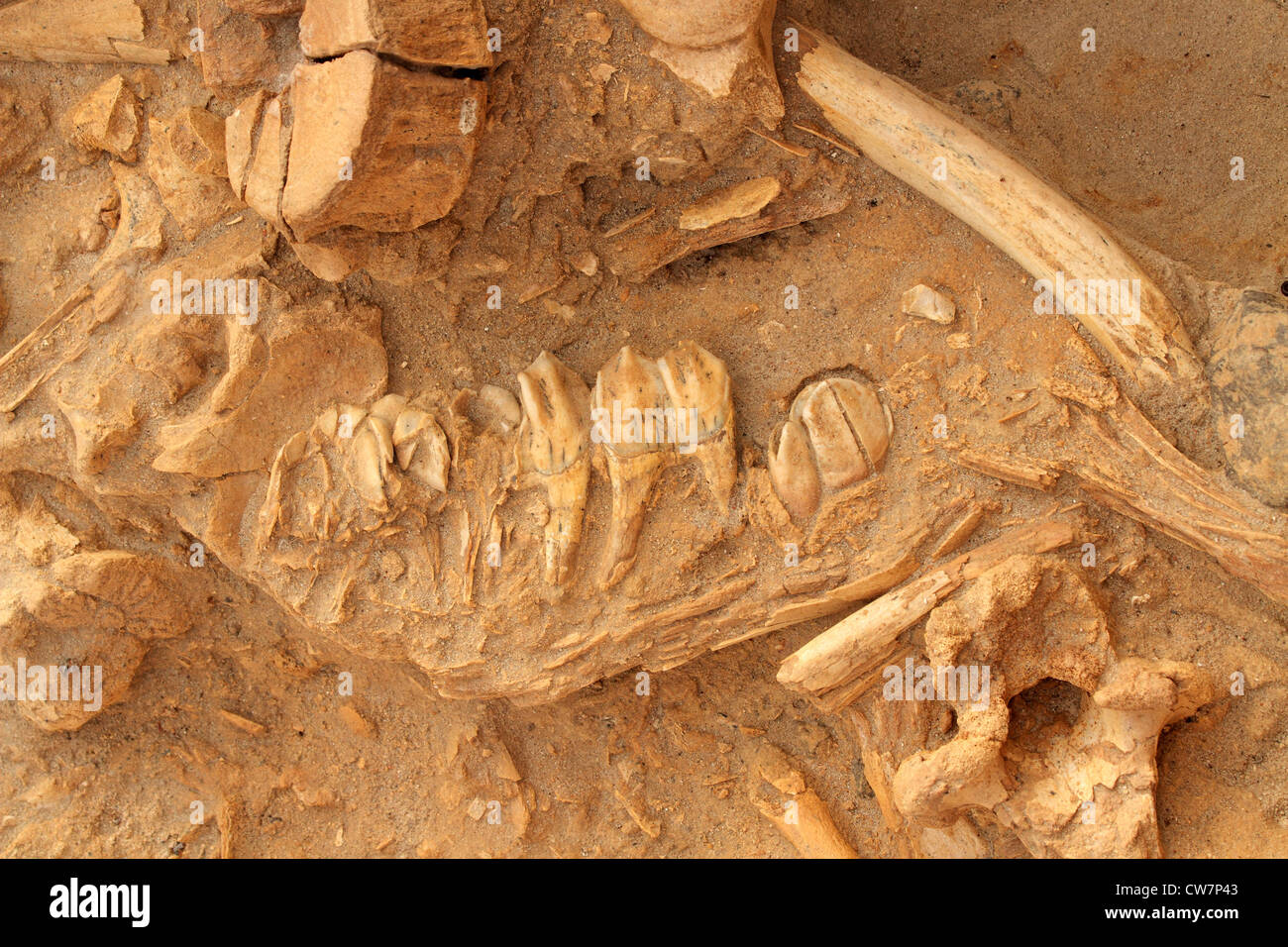Fünf Millionen Jahre alte fossile Knochen ausgestorbener Tiere wie die kurz-necked Giraffe (Sivathere), Westküste fossilen Park Sout Stockfoto