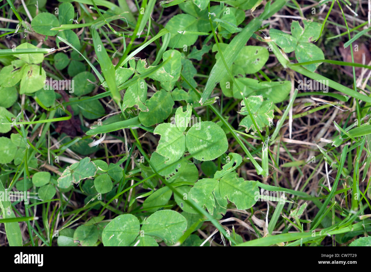 Rasen unkraut Fotos und Bildmaterial in hoher Auflösung Alamy