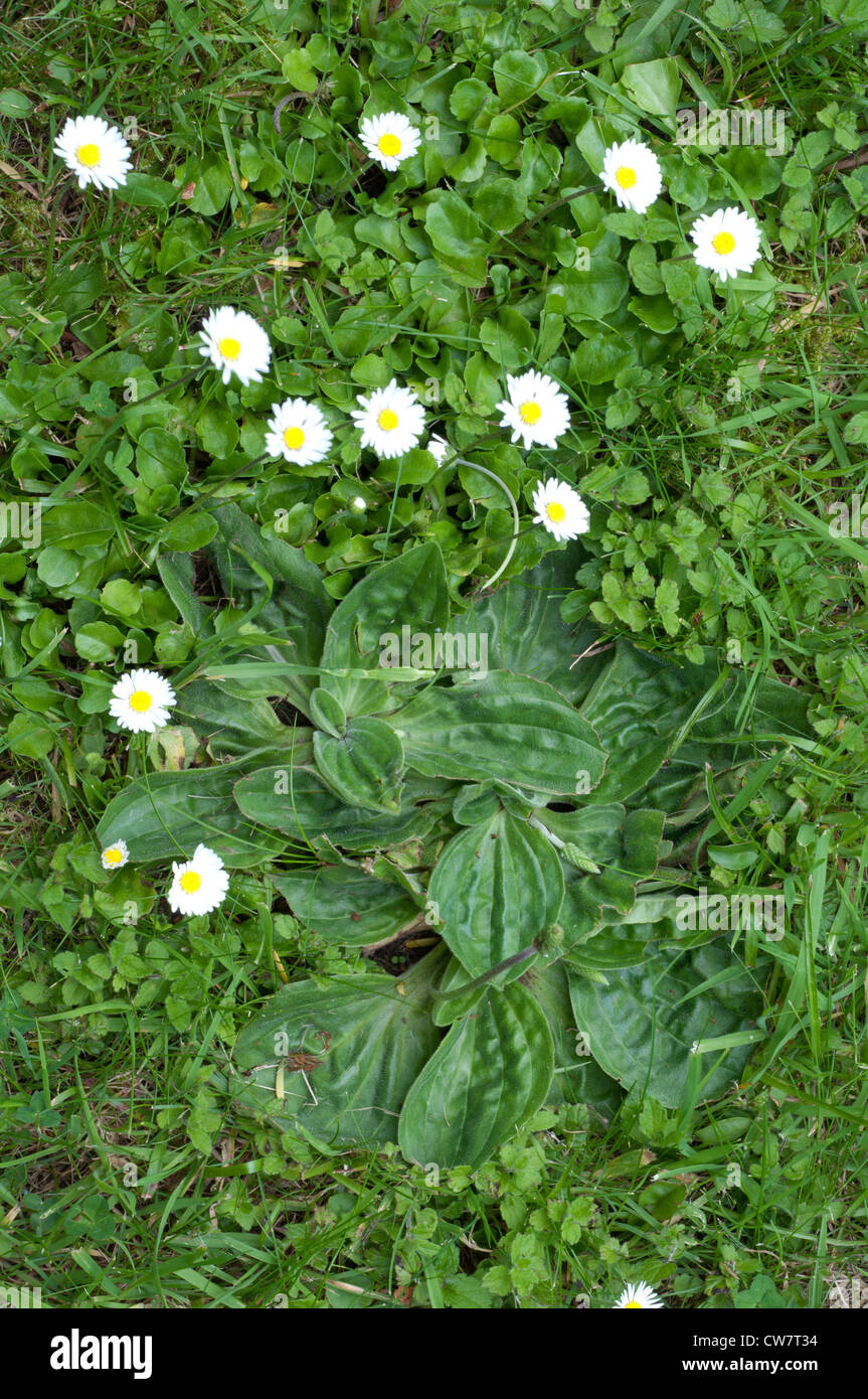 Rasen unkraut -Fotos und -Bildmaterial in hoher Auflsung  Alamy