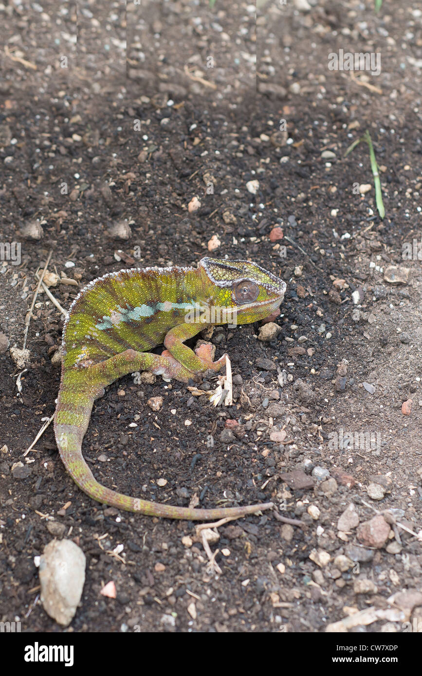 Chameleon Stockfoto