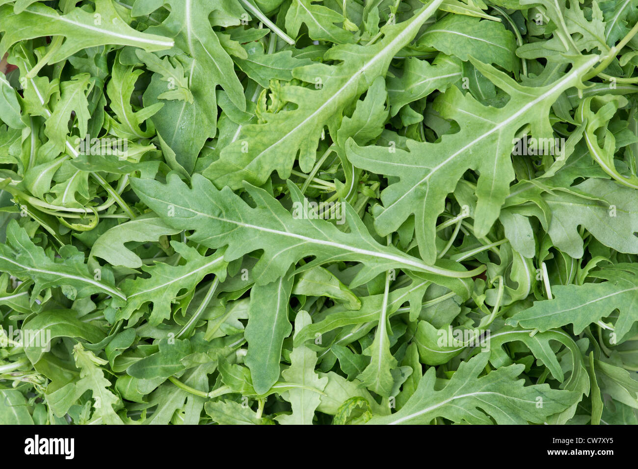 Raupe Sativa. Rucola Blätter Stockfoto
