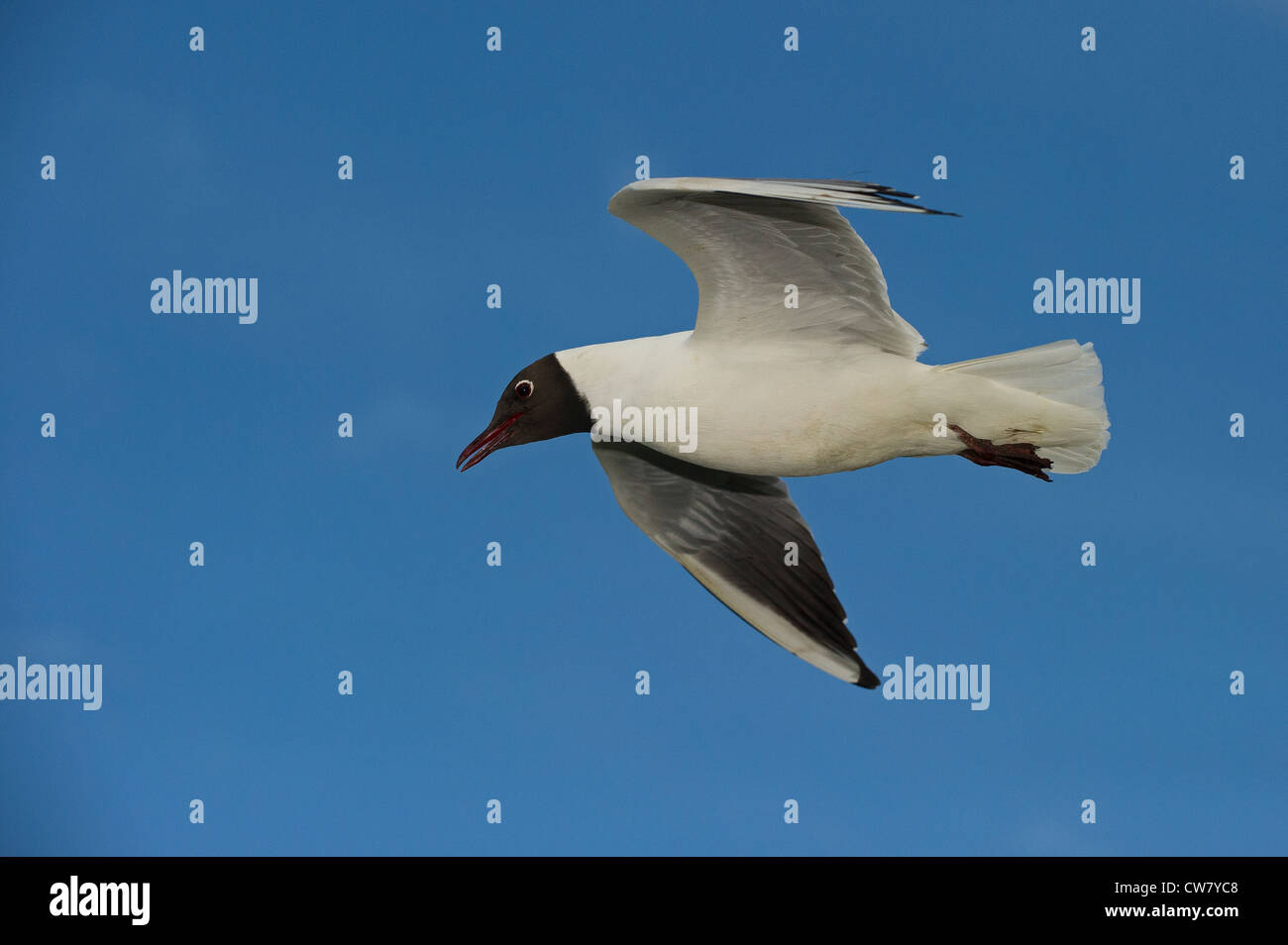 Lachmöwe fliegen Stockfoto