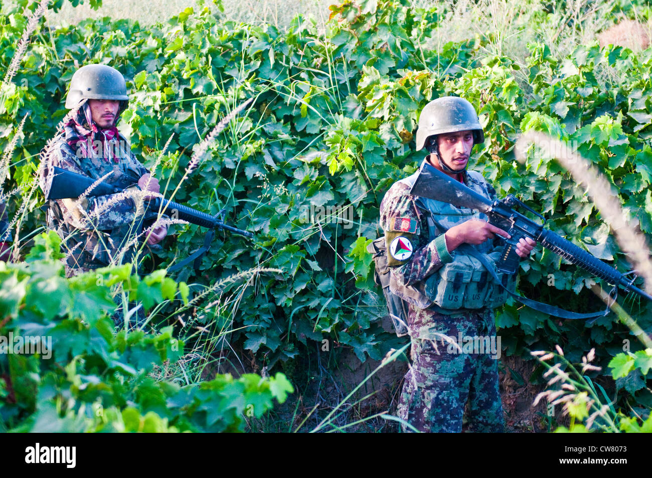 Afghanische Soldaten der Nationalen Armee auf einer gemeinsamen Fußpatrouille mit Soldaten des 2. Platoon, Apache Company, 1. Bataillon, 23. Infanterie-Regiment, in Süd-Afghanistan, 2. August 2012. Stockfoto
