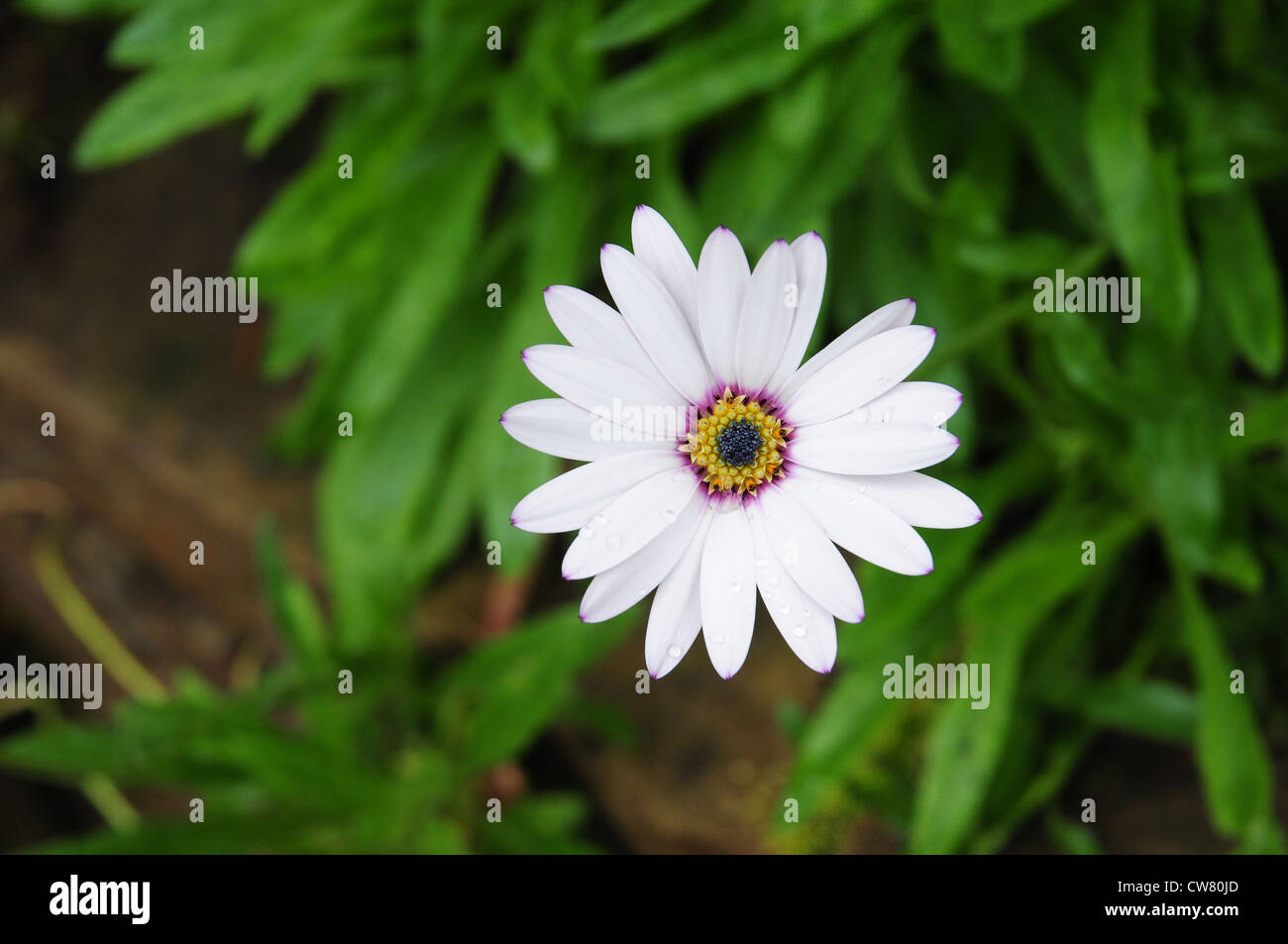 Osteospermum Lady Leitrim Stockfoto