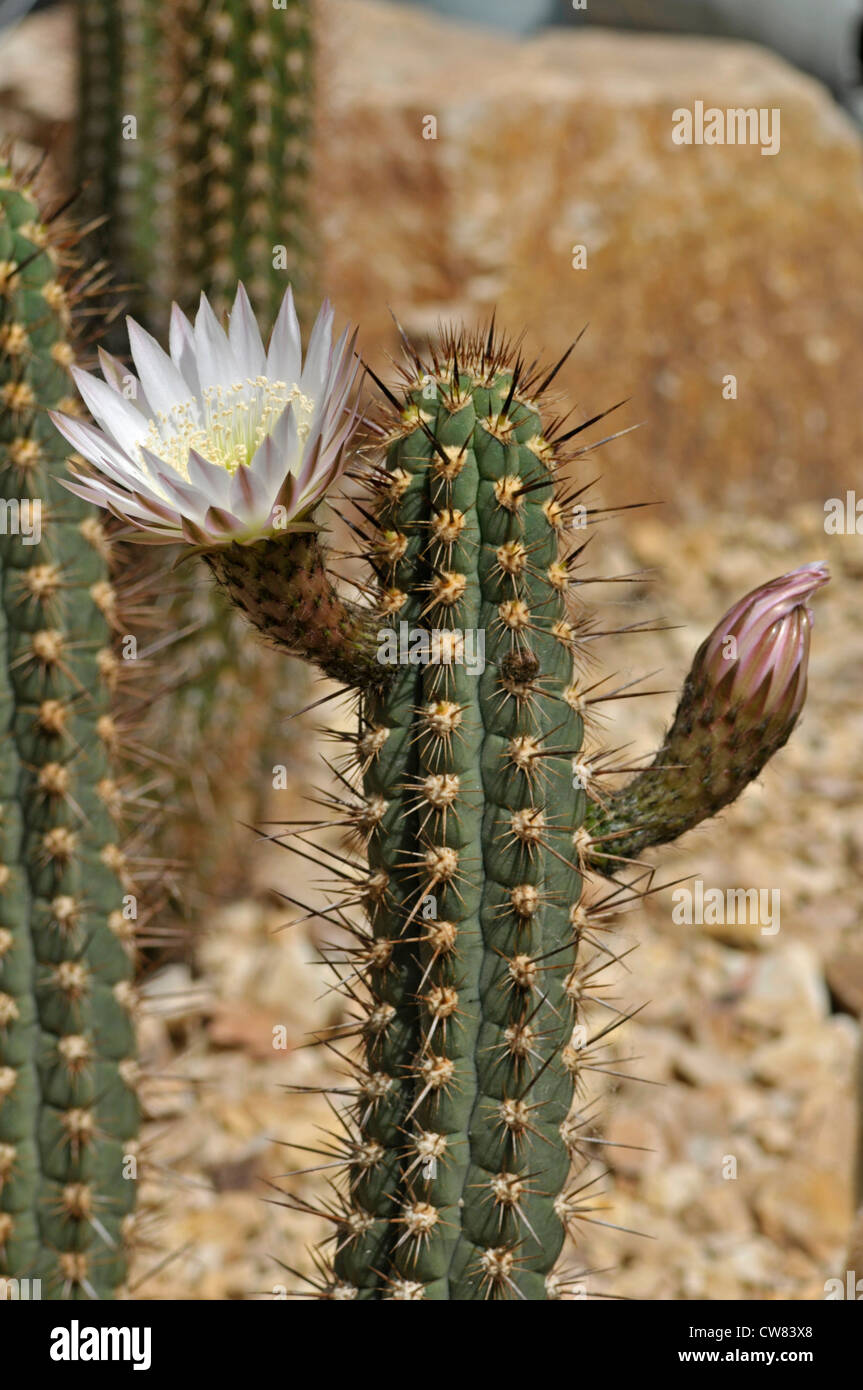 Blühender Kaktus: Haageocereus Acranthus Stockfoto