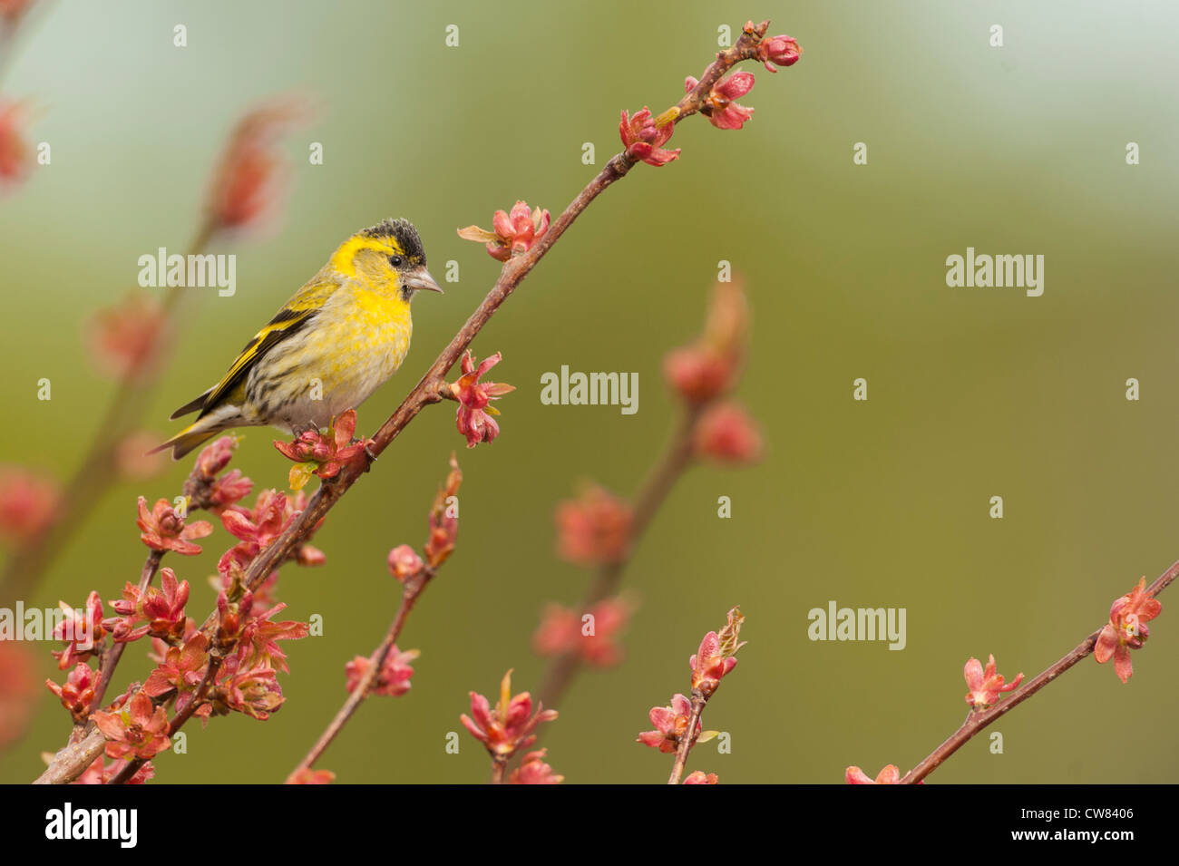 Ein Schuss von einem Zeisig sitzt auf dem Rand von einem Kirschbaum, im Garten meiner Eltern in Schottland aufgenommen wurde. Stockfoto