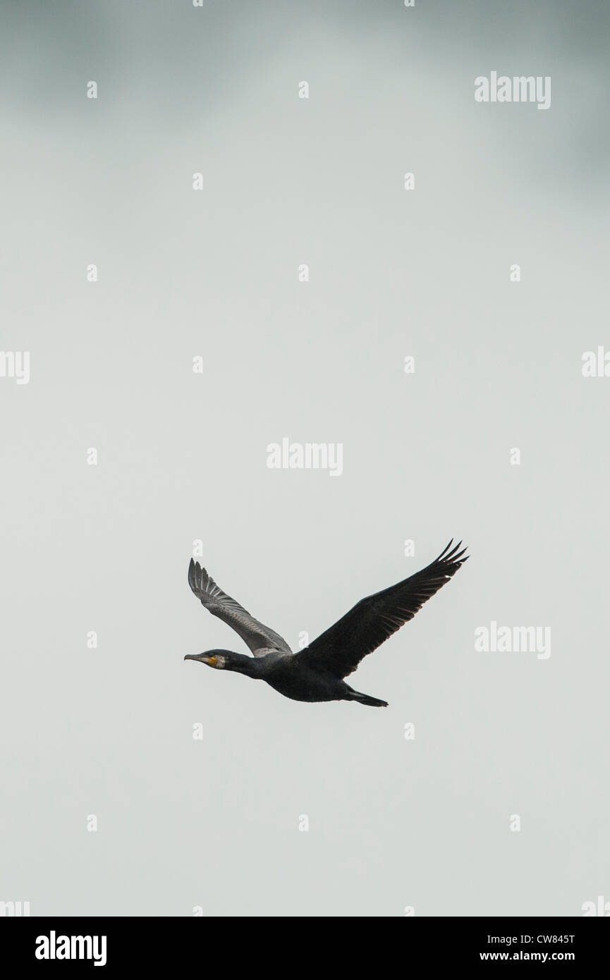 Kormoran fliegen gegen einen bewölkten Himmel, Schottland. Stockfoto