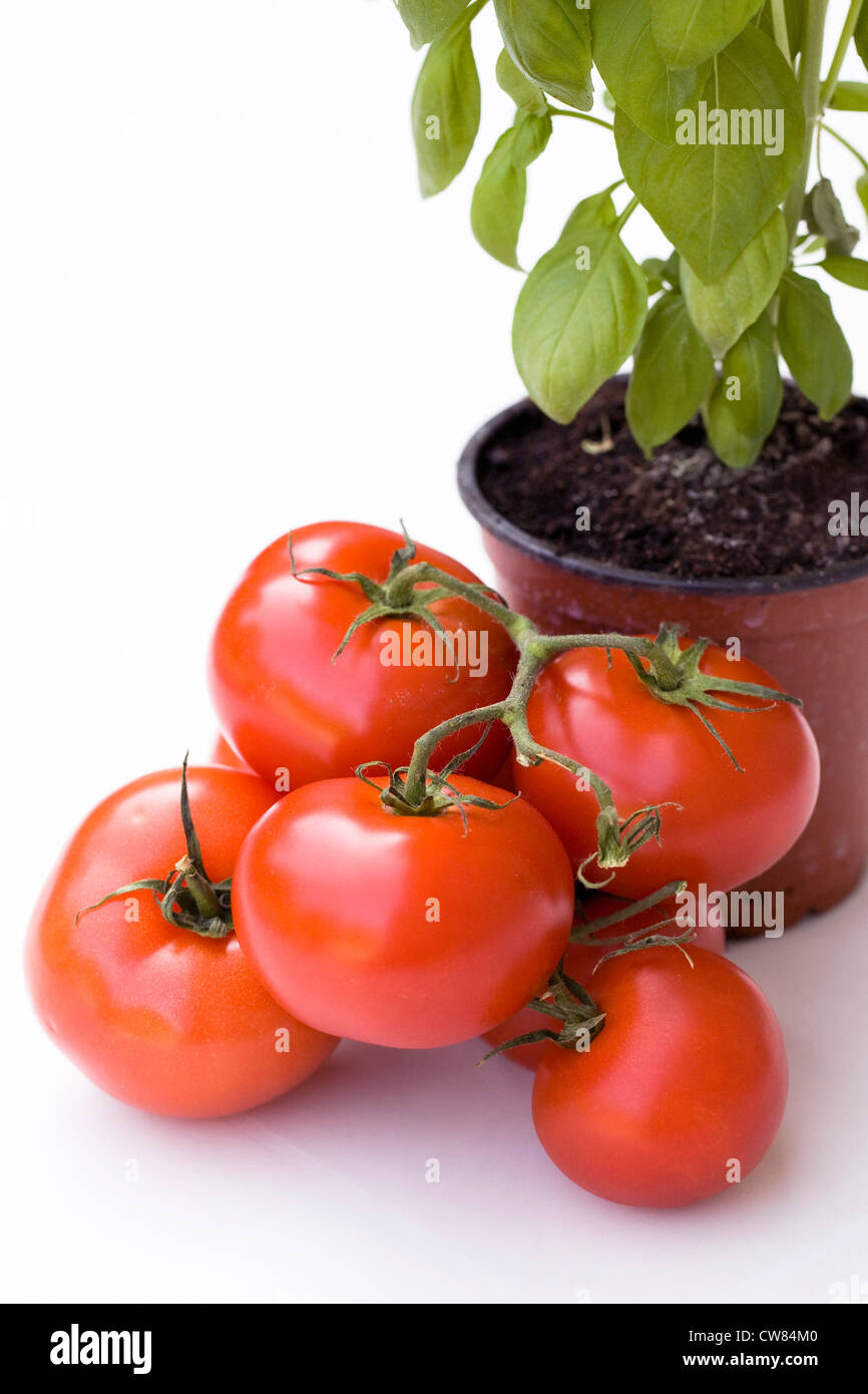 Lycopersicon Esculentum und einen Topf mit Ocimum Basilicum vor einem weißen Hintergrund. Stockfoto
