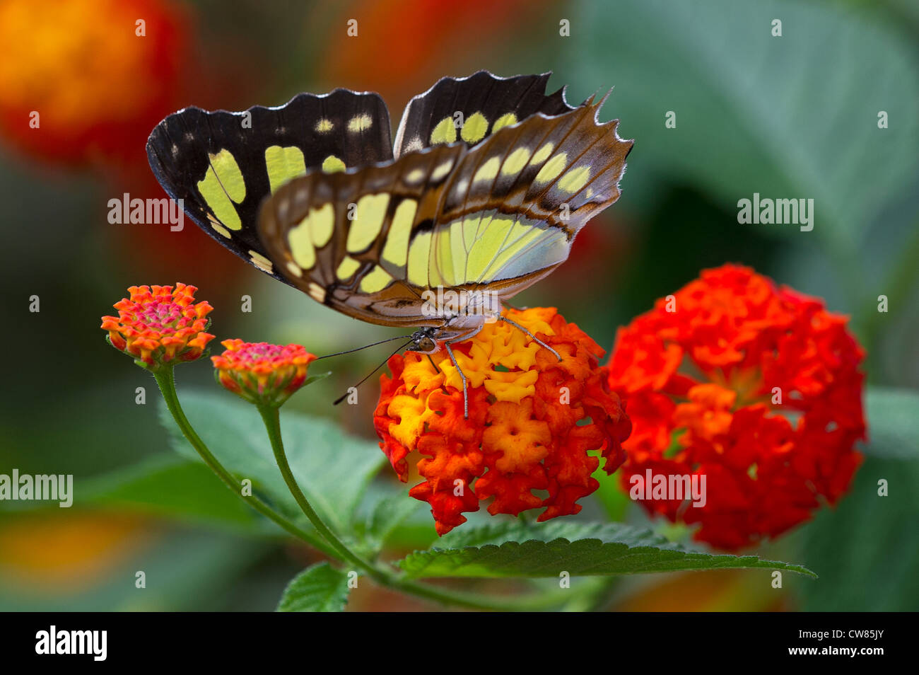 Eine Malachit-Schmetterling auf einer spanischen Flagge Pflanze Stockfoto