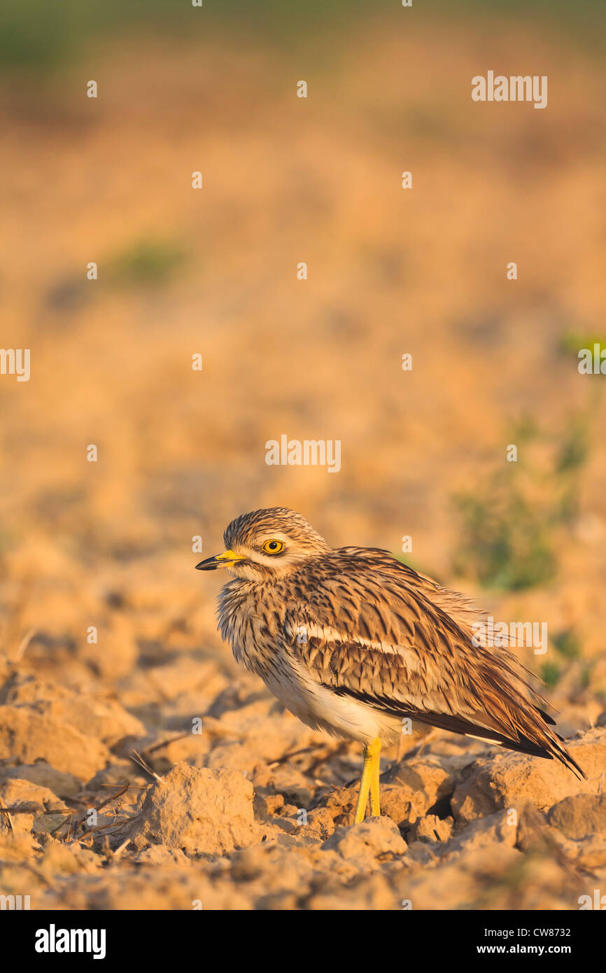 Stein-Brachvogel (Burhinus Oedicnemus) im Lebensraum. Lleida. Katalonien. Spanien. Stockfoto