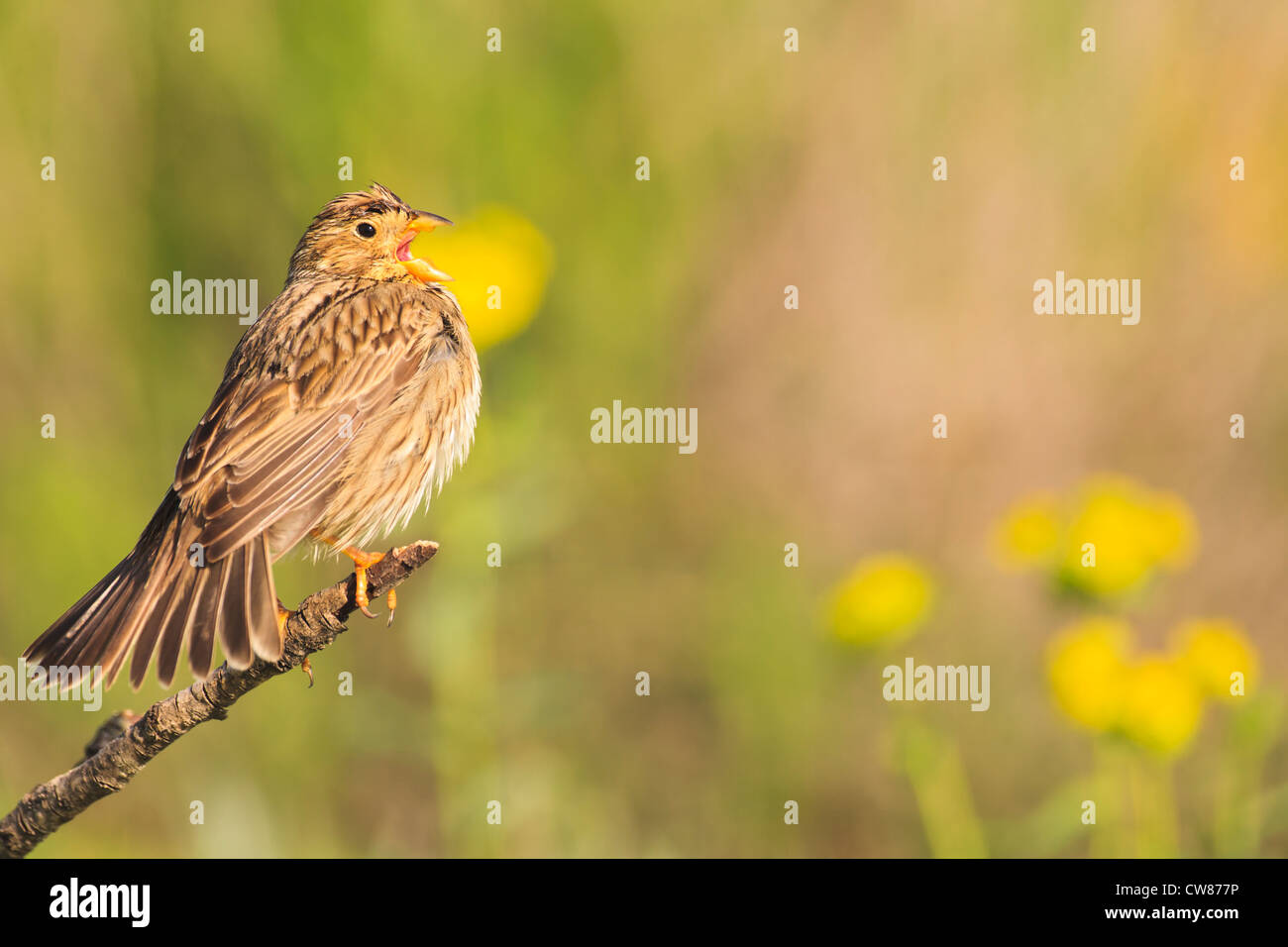 Grauammer (Emberiza Calandra) thront und Berufung auf Ast. Lleida. Katalonien. Spanien. Stockfoto