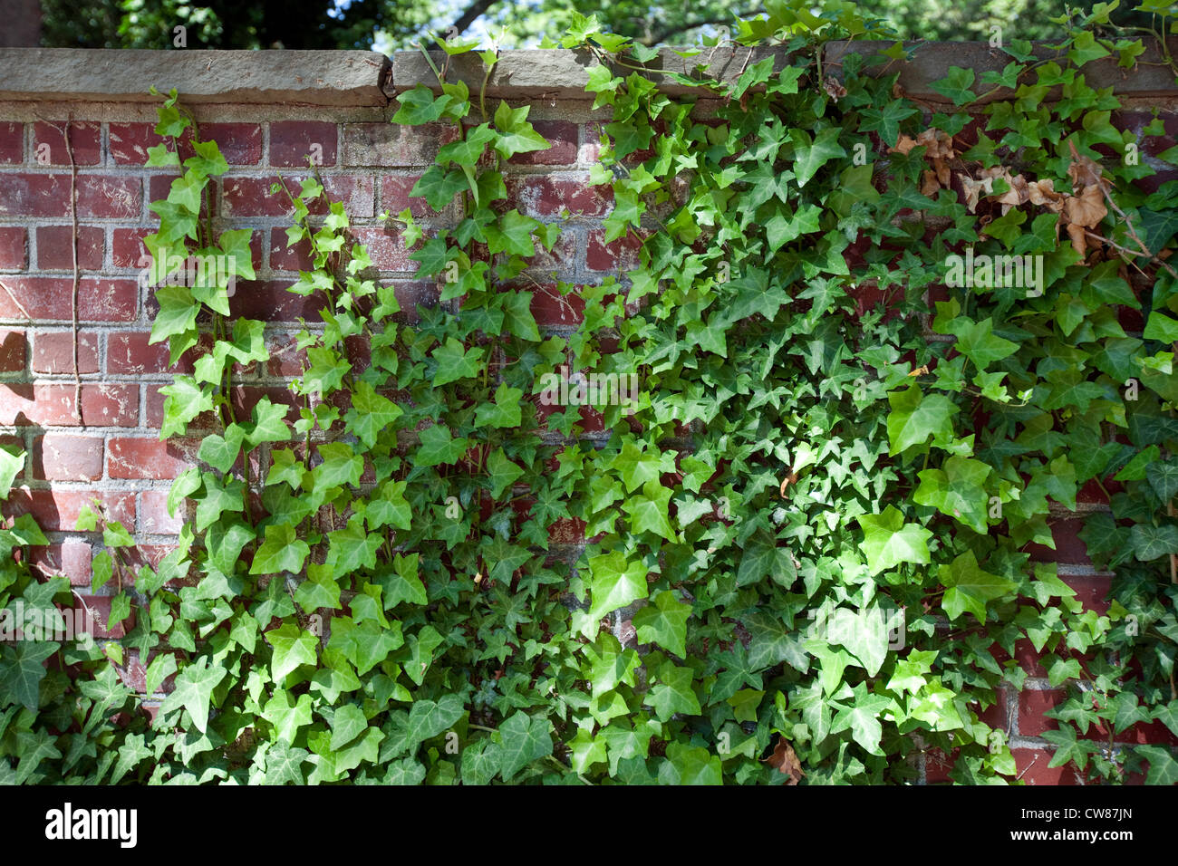 Englischer Efeu oder gemeinsame Efeu (Hedera Helix) wächst auf