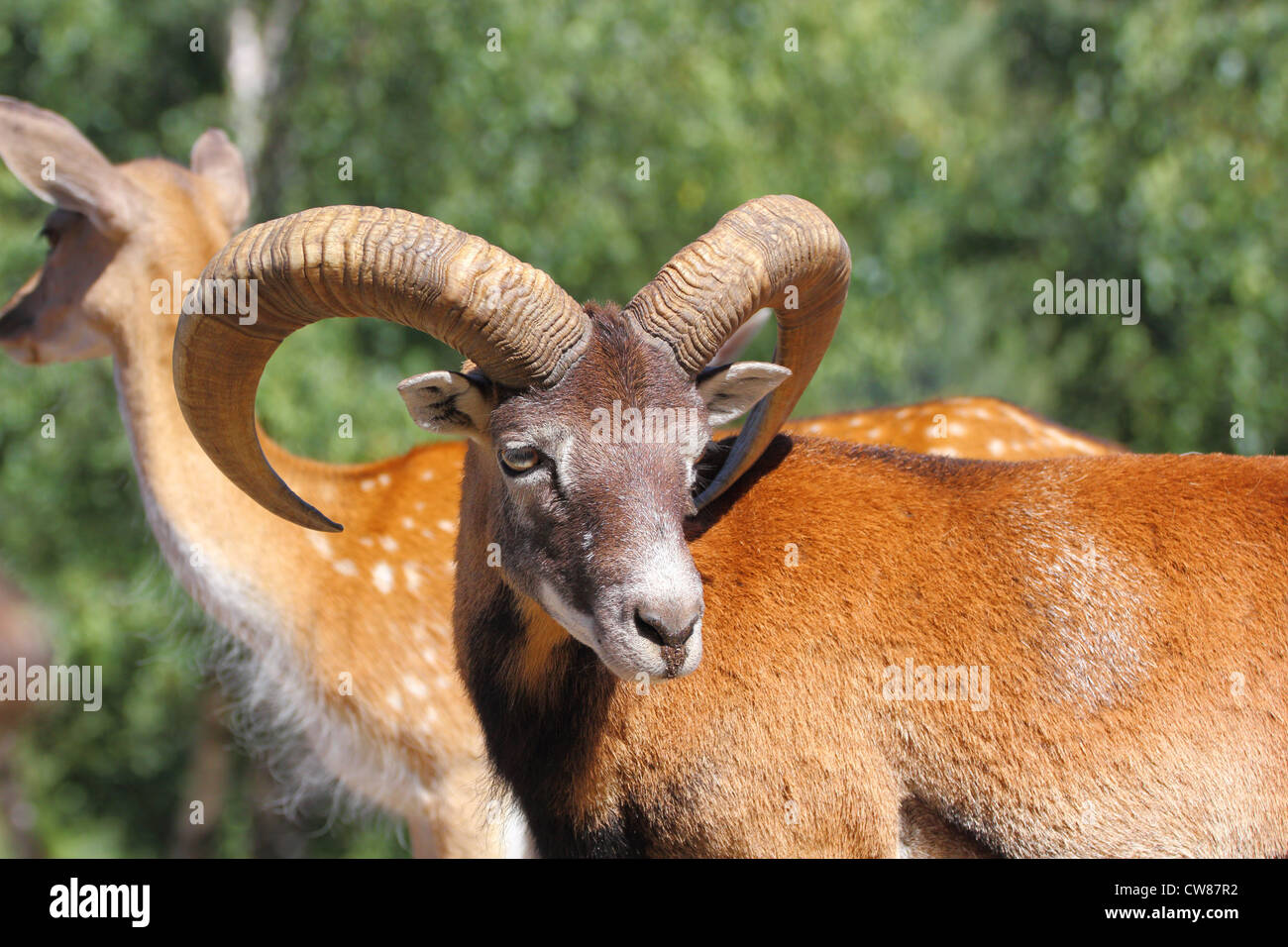 schöne Mufflon Widder stehend mit einer Herde Damhirsche in einem Tiergehege Stockfoto
