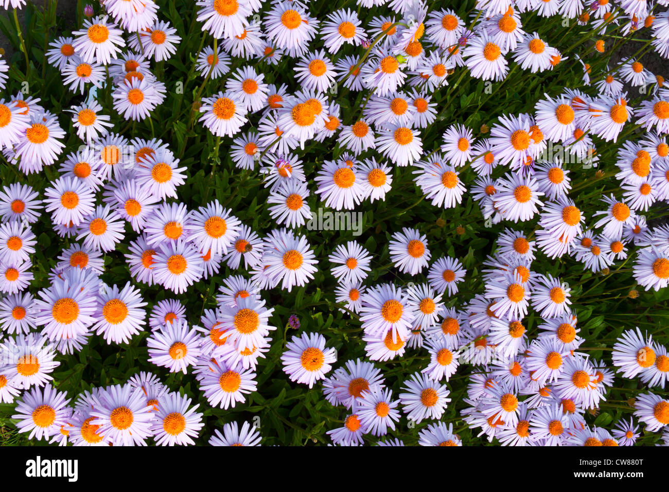 Yun-Nan Aster Blumen wie der Hintergrund Stockfoto