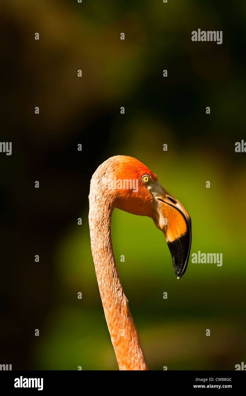 Im Zoo dieser Flamingo achten Sie auf die Menschen Stockfoto